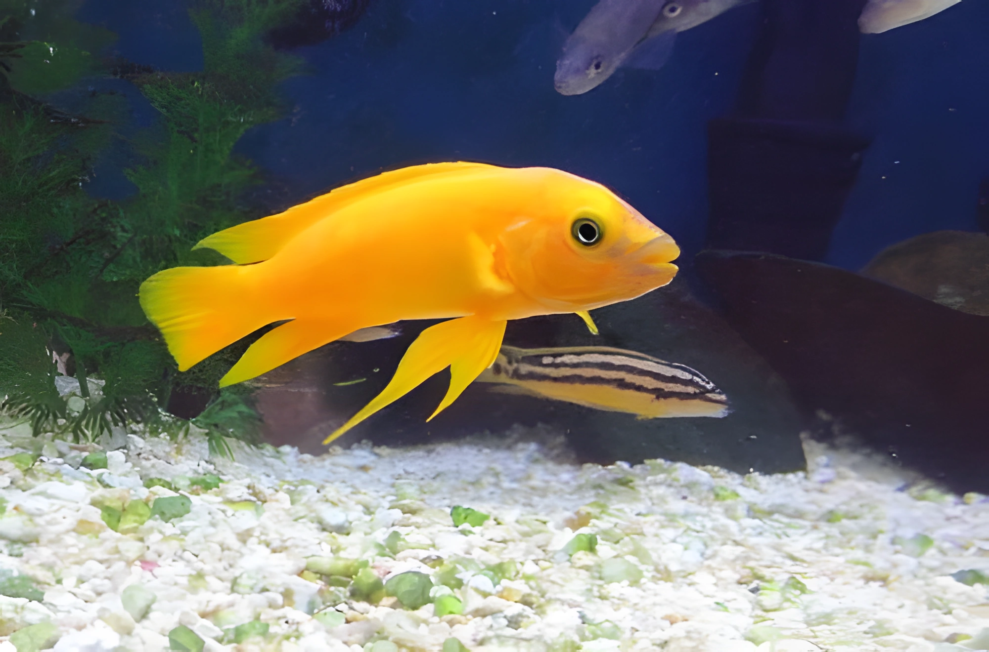 Fotografía del pez de acuario Cíclido limón