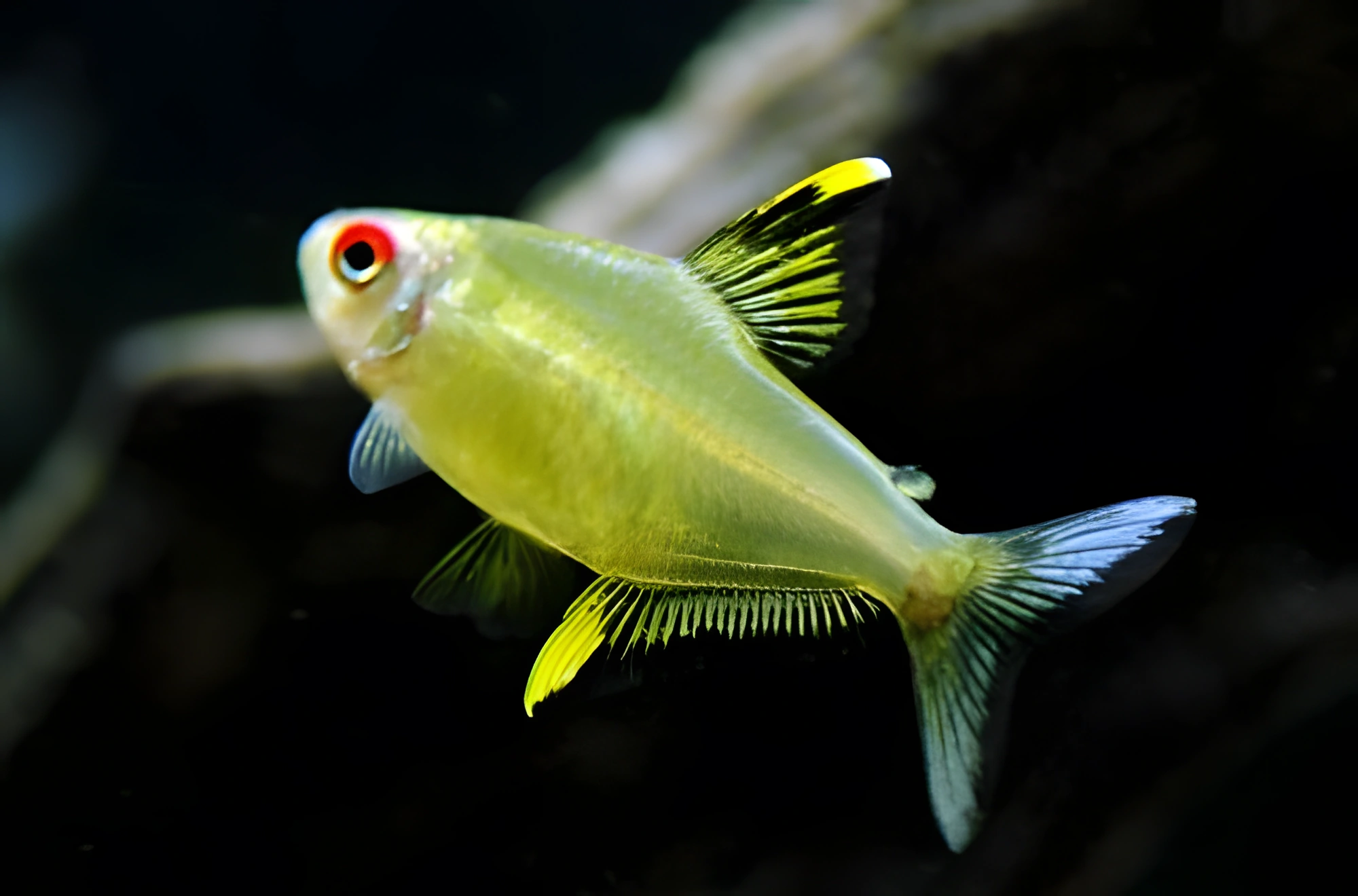 Photo of aquarium fish Lemon Tetra