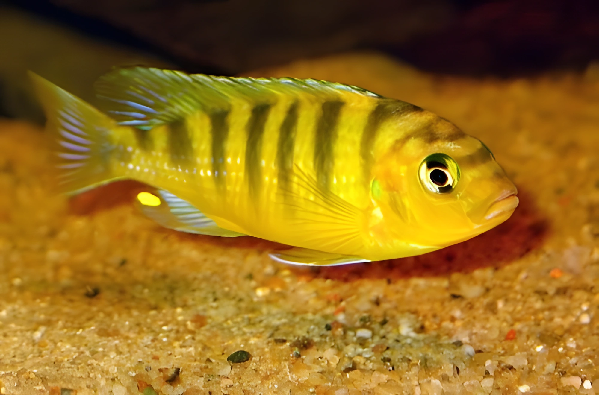 Photo of aquarium fish Lombardo