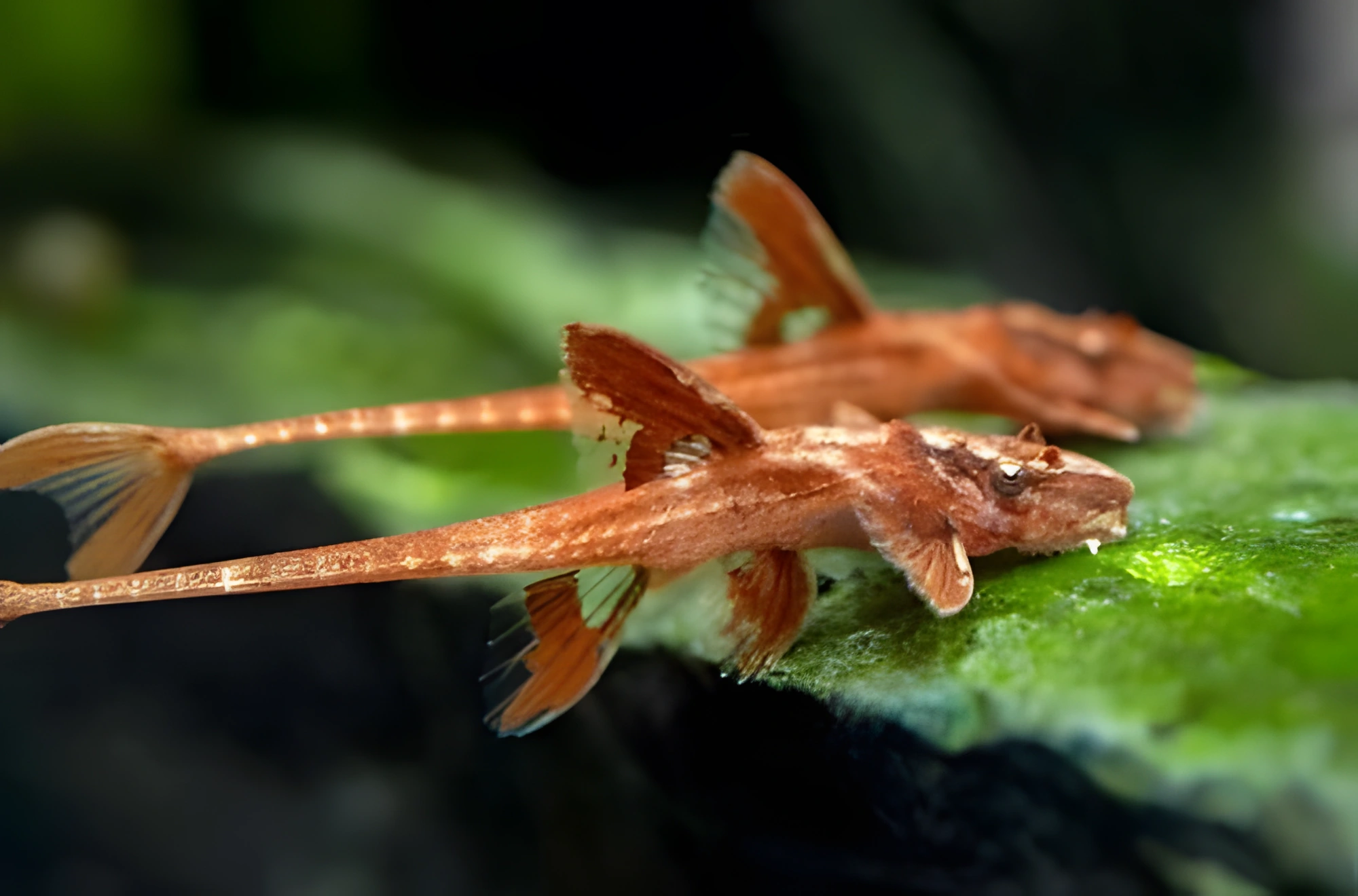 Fotografía del pez de acuario Loricaria roja