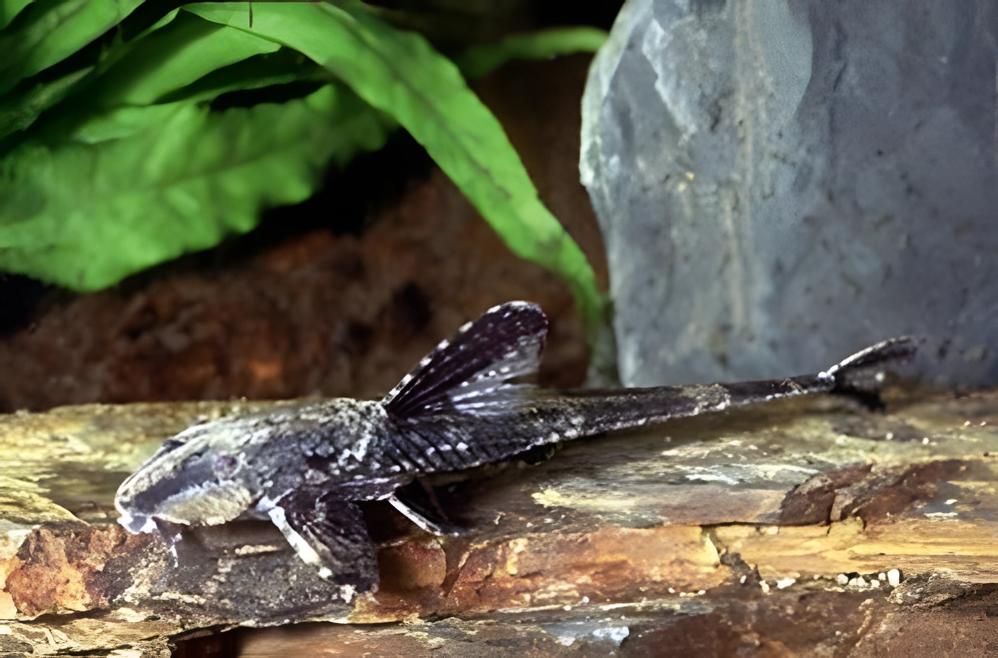 Fotografía del pez de acuario Loricaria peruana