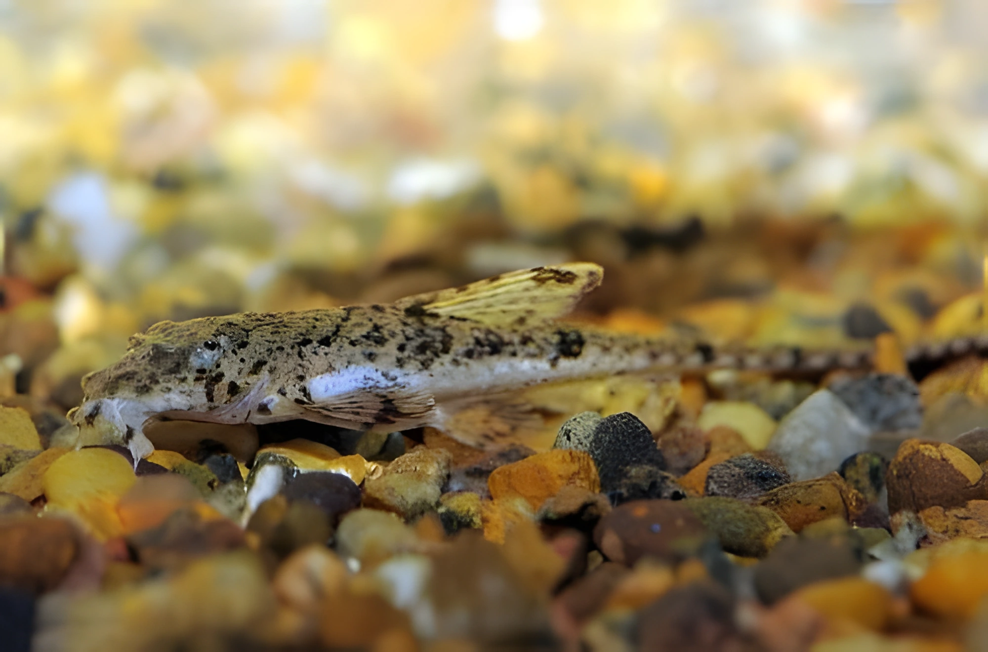 Fotografía del pez de acuario Loricaria dorada