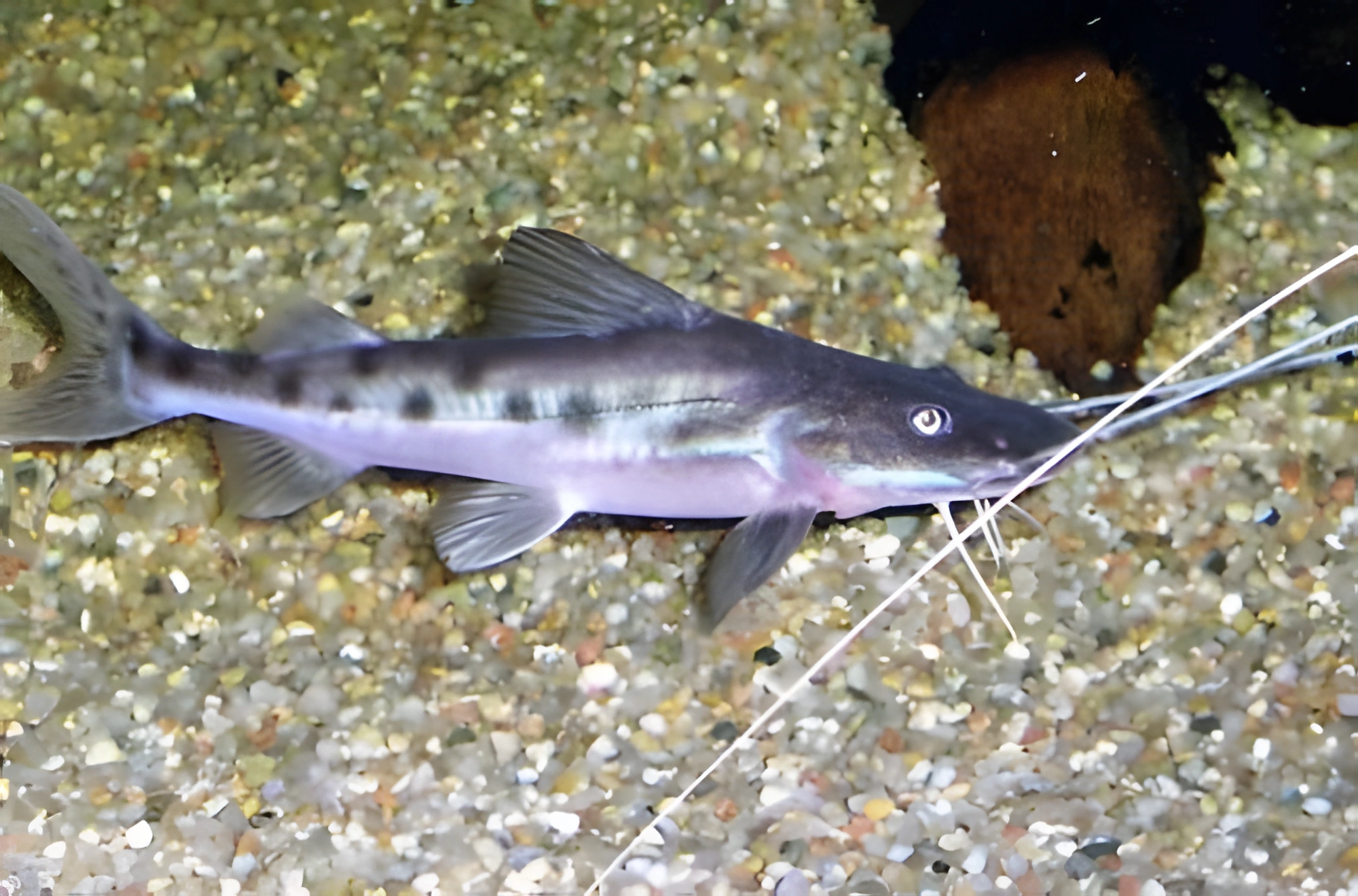Fotografía del pez de acuario Piraíba Falsa