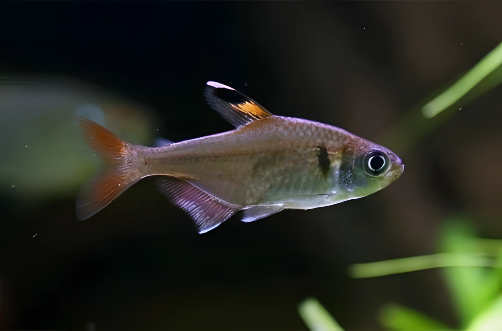 Fotografía del pez de acuario Falsa Pristella