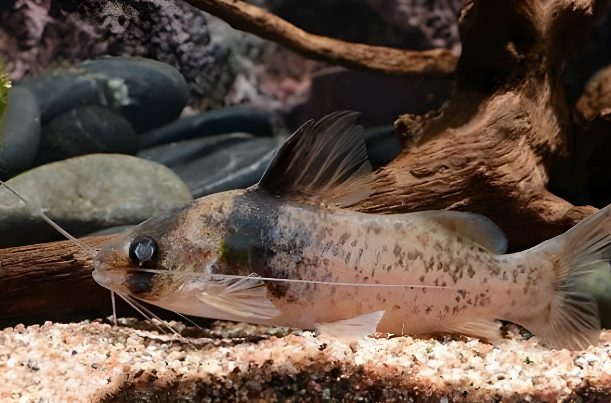Fotografía del pez de acuario Falso Corydora