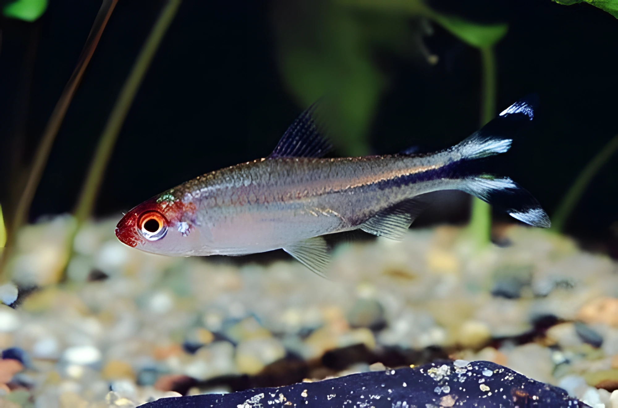 Fotografía del pez de acuario Falso Rostro Rojo
