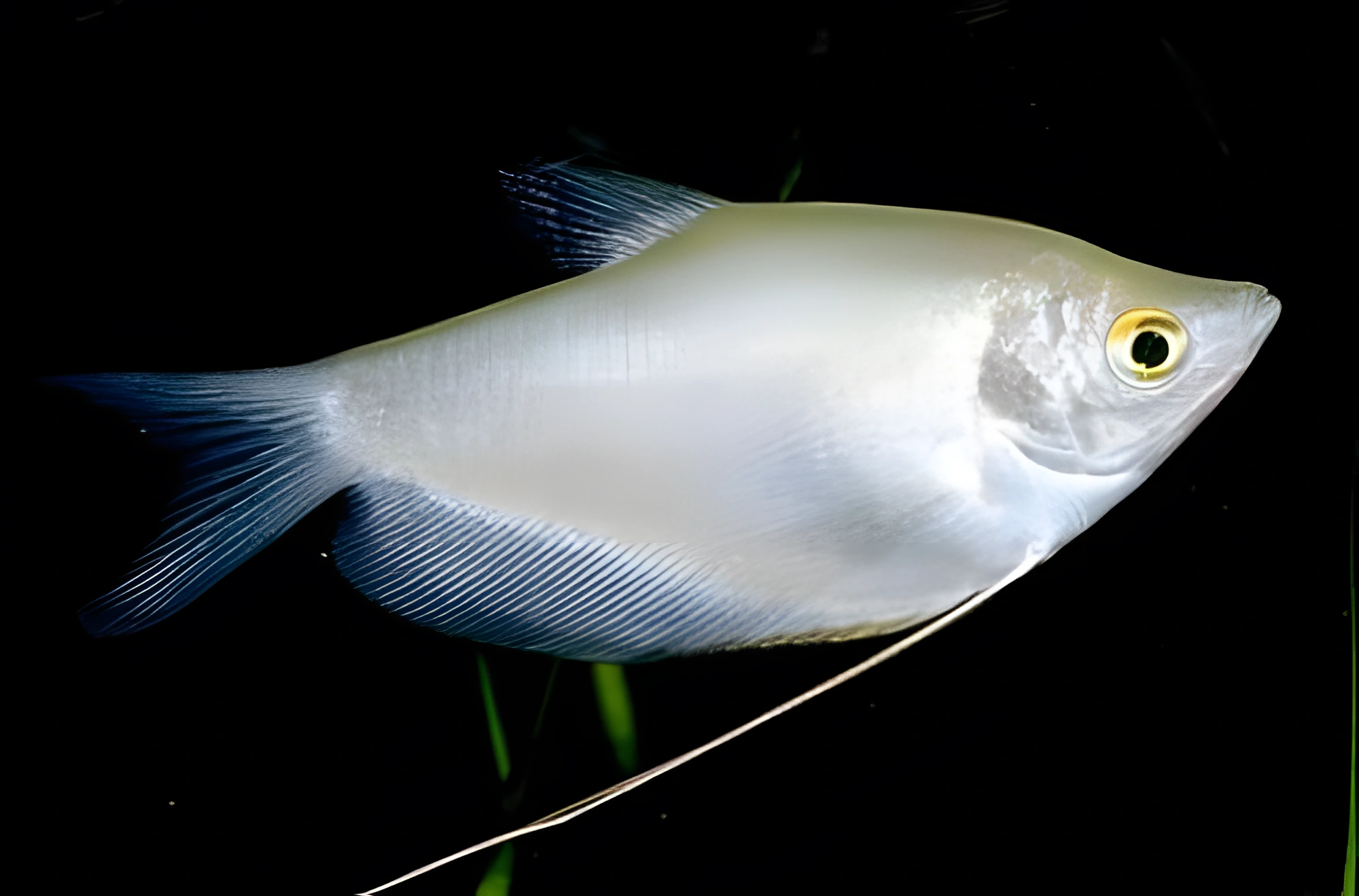 Fotografía del pez de acuario Gurami luz de luna