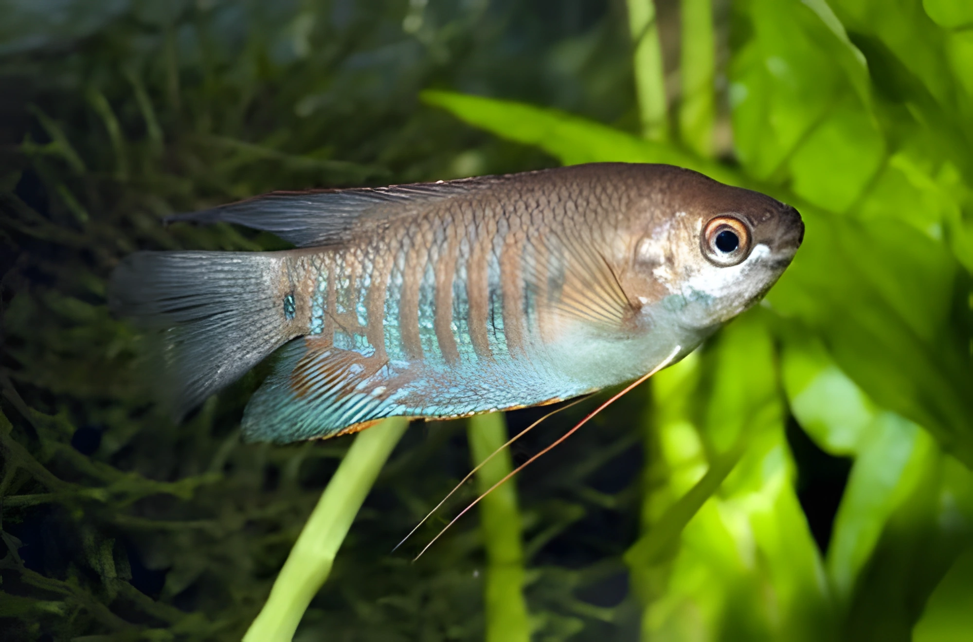 Fotografía del pez de acuario Gurami de labios gruesos