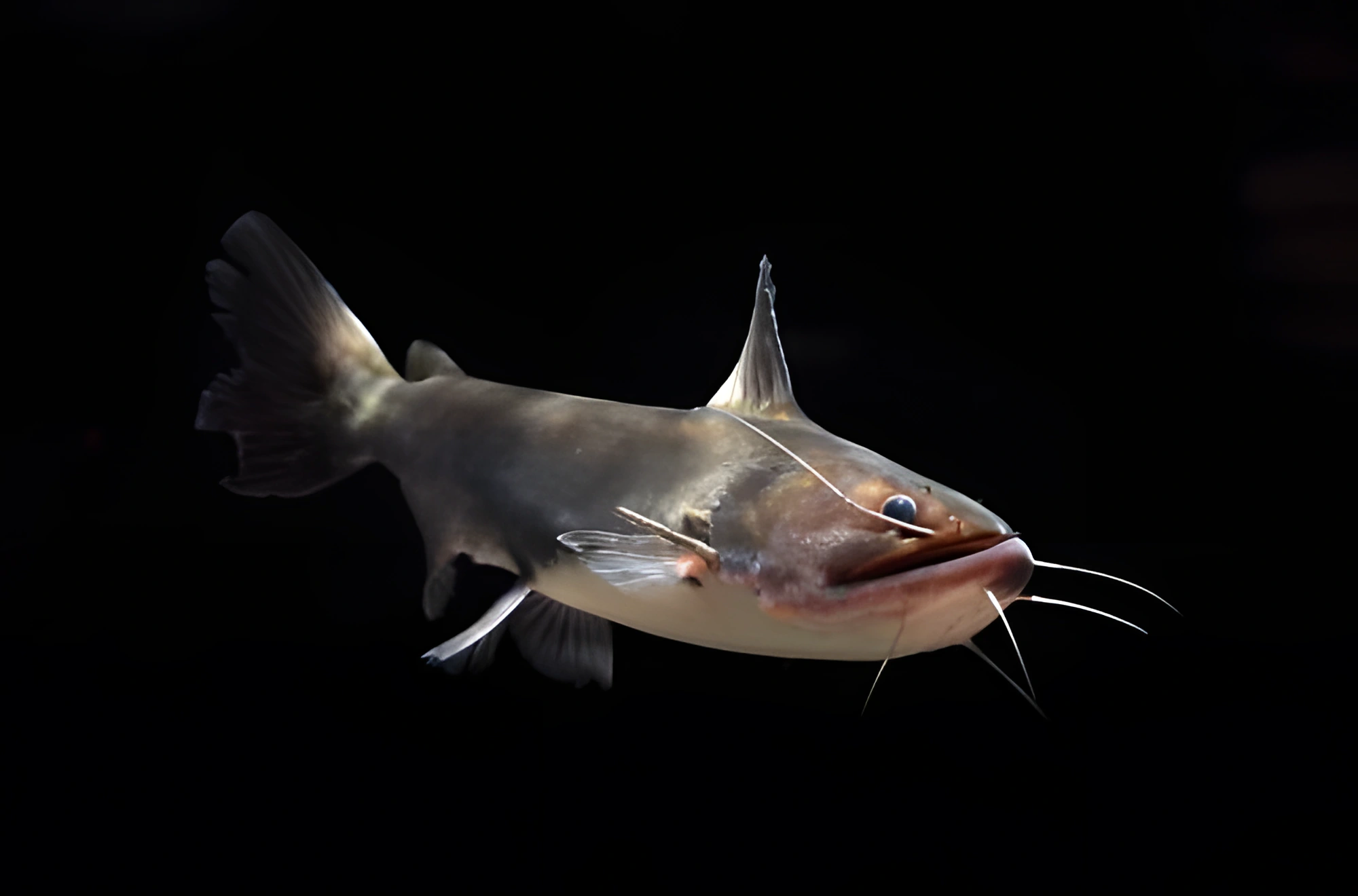 Fotografía del pez de acuario Pez gato sapo