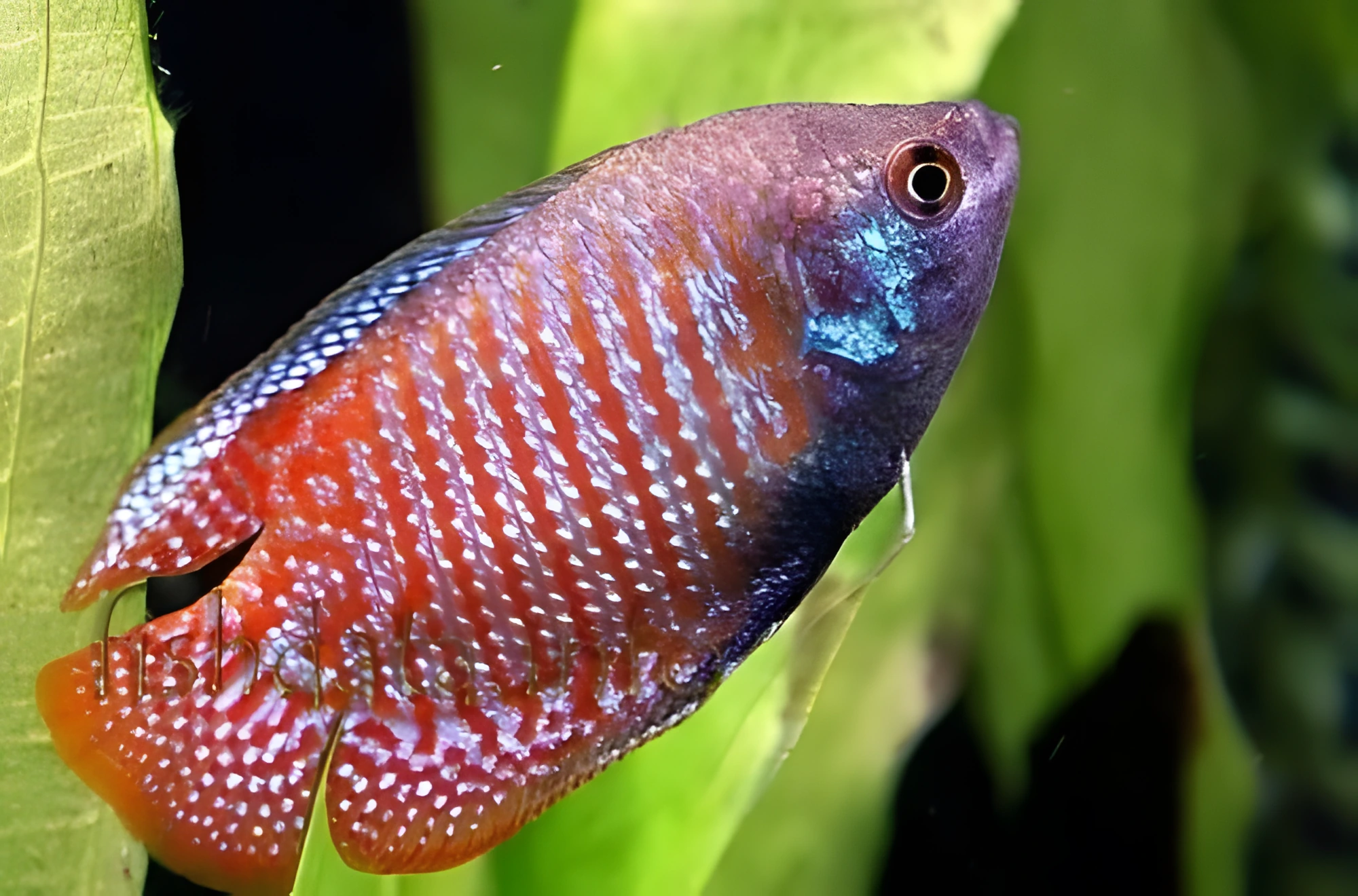 Fotografía del pez de acuario Gurami enano