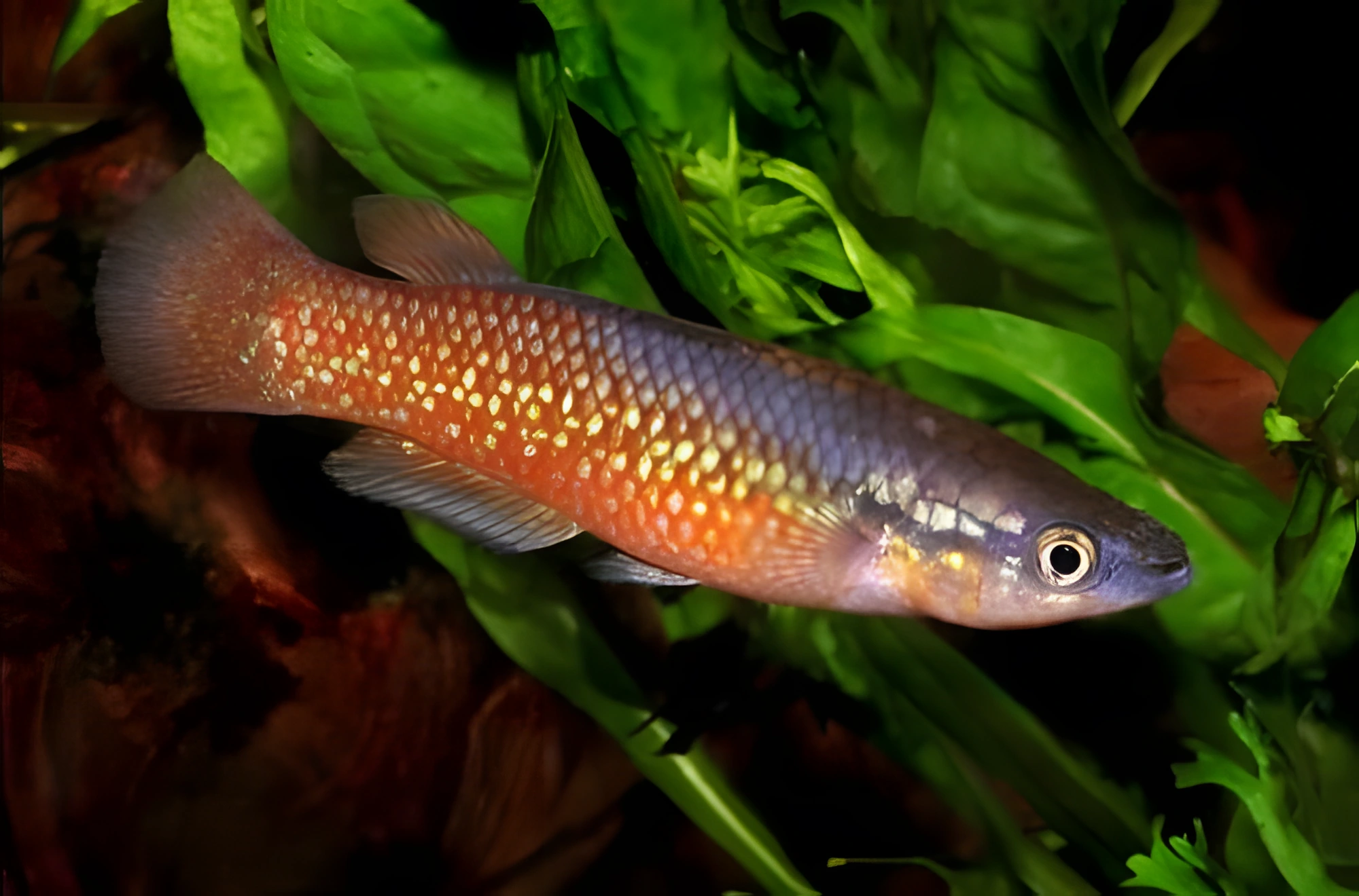 Fotografía del pez de acuario Panchax de Madagascar