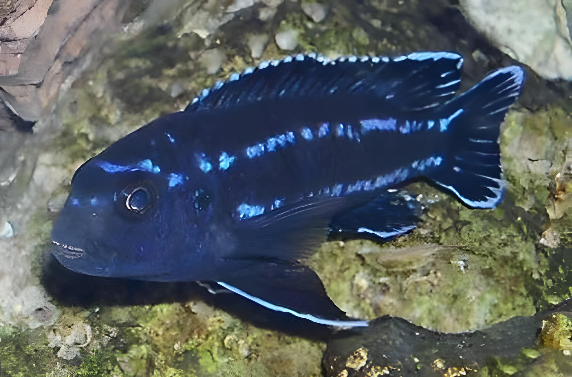 Fotografía del pez de acuario Maingano