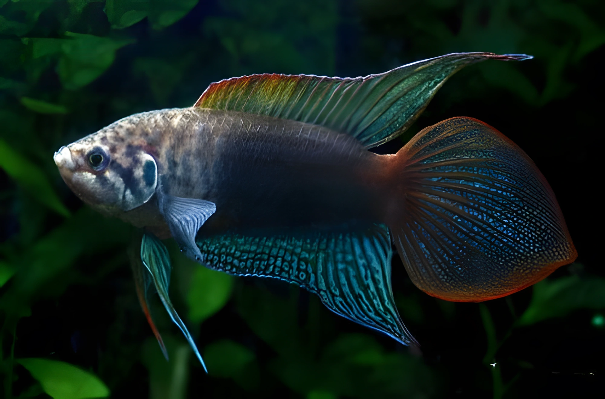 Fotografía del pez de acuario Macrópodo de cola redonda