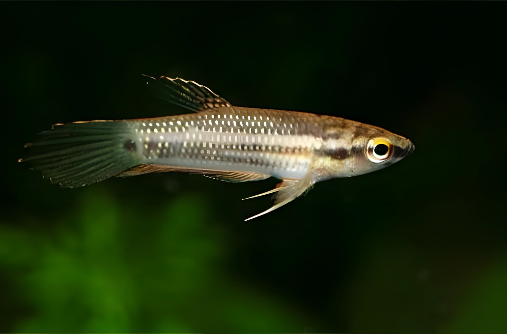 Fotografía del pez de acuario Pez Betta malayo