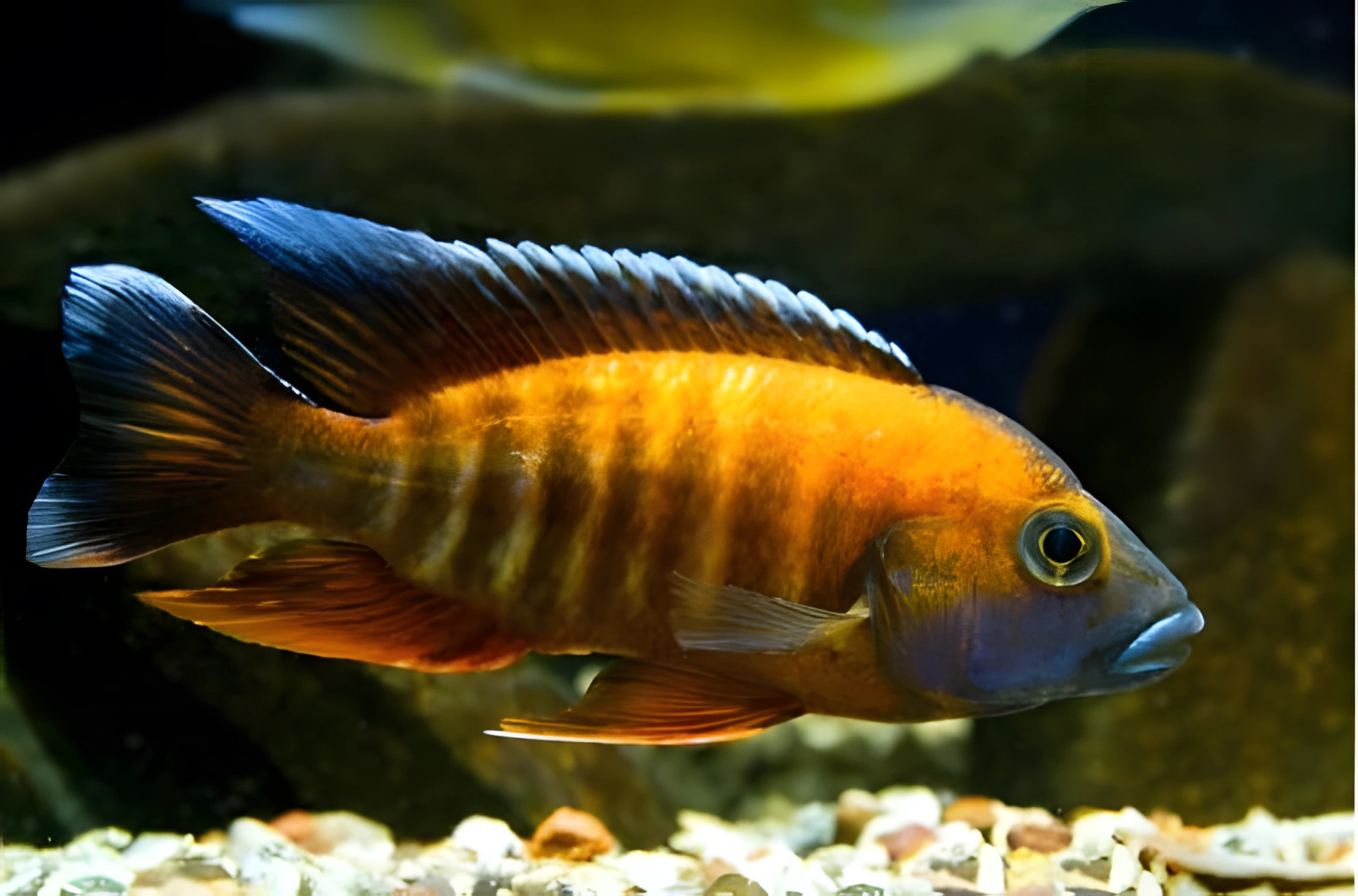 Fotografía del pez de acuario Mariposa de Malawi