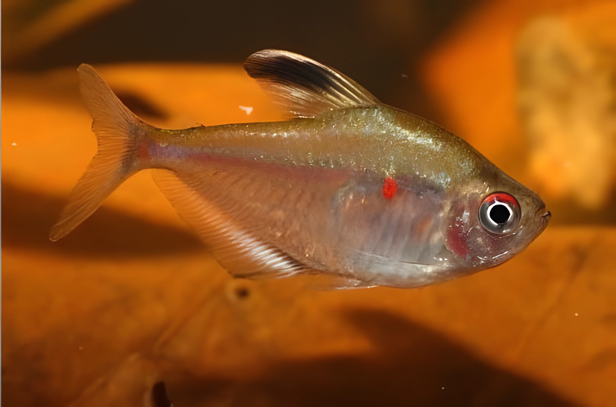 Fotografía del pez de acuario Rubrostigma menor
