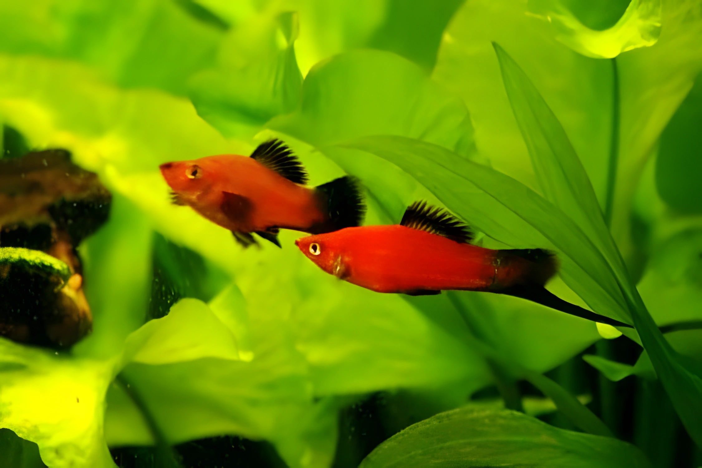 Fotografía del pez de acuario Pez espada de Berlín
