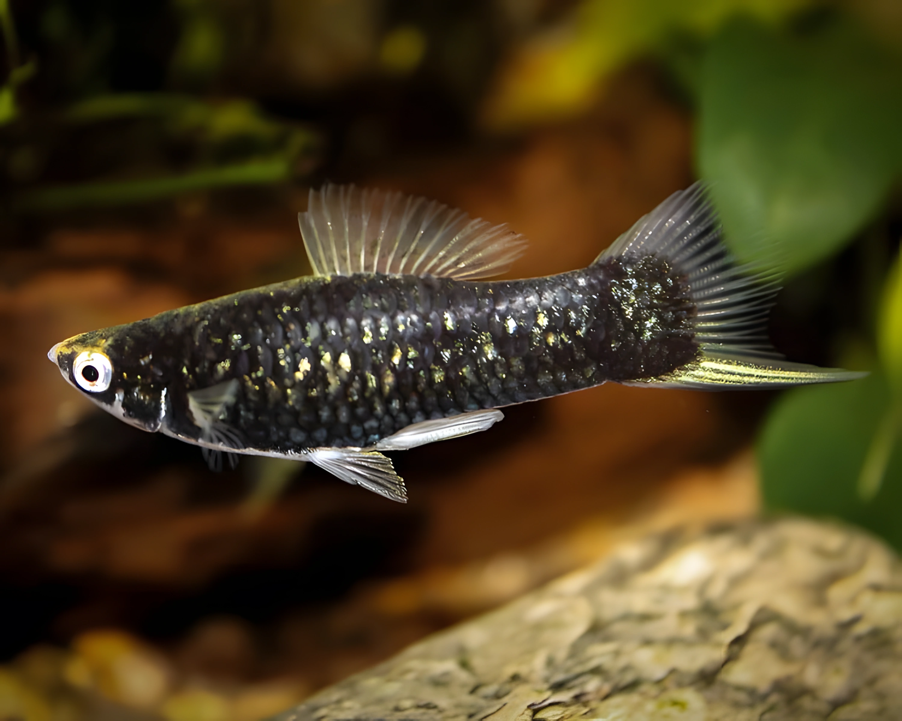 Fotografía del pez de acuario Pez espada negro