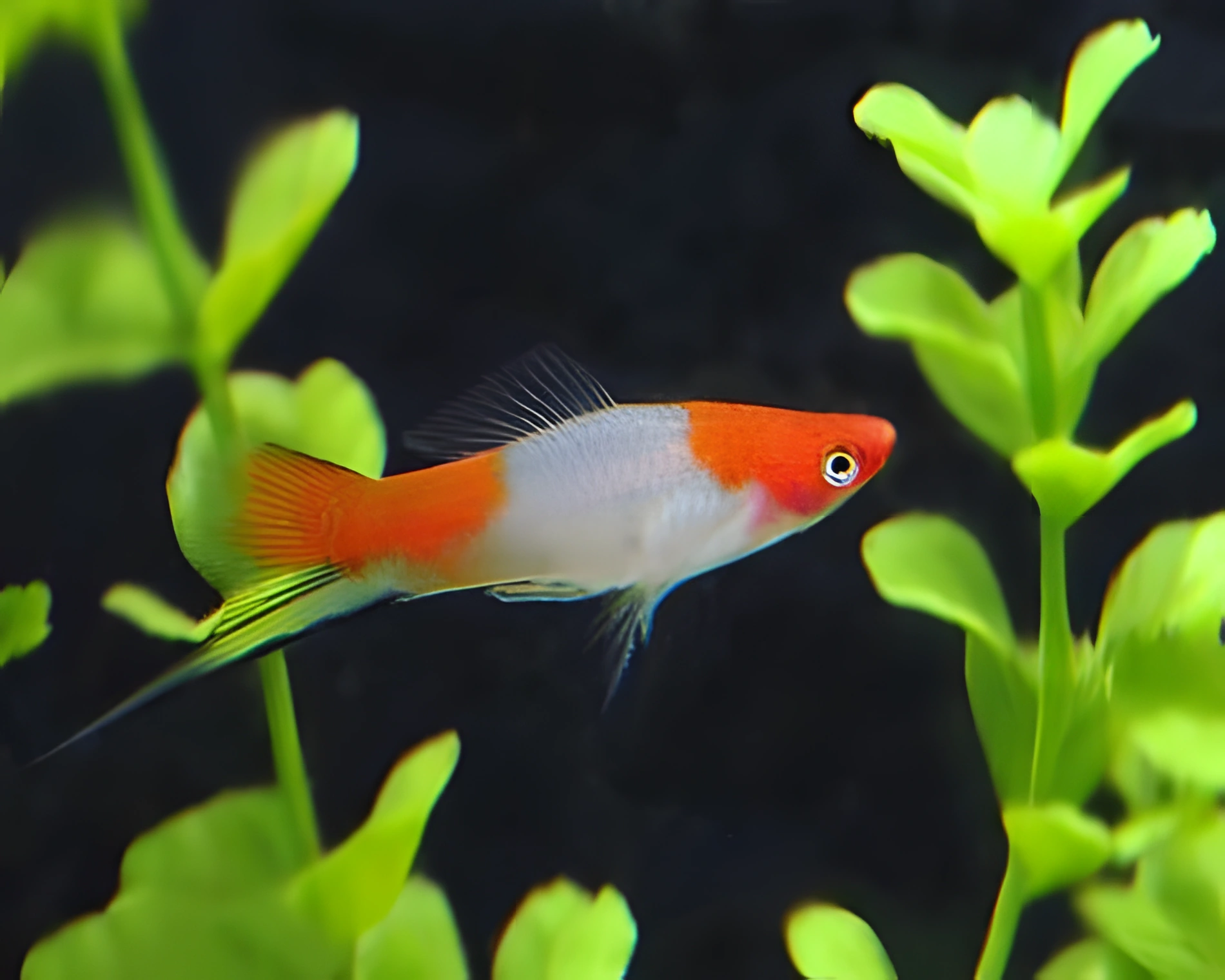 Fotografía del pez de acuario Pez espada Kohaku