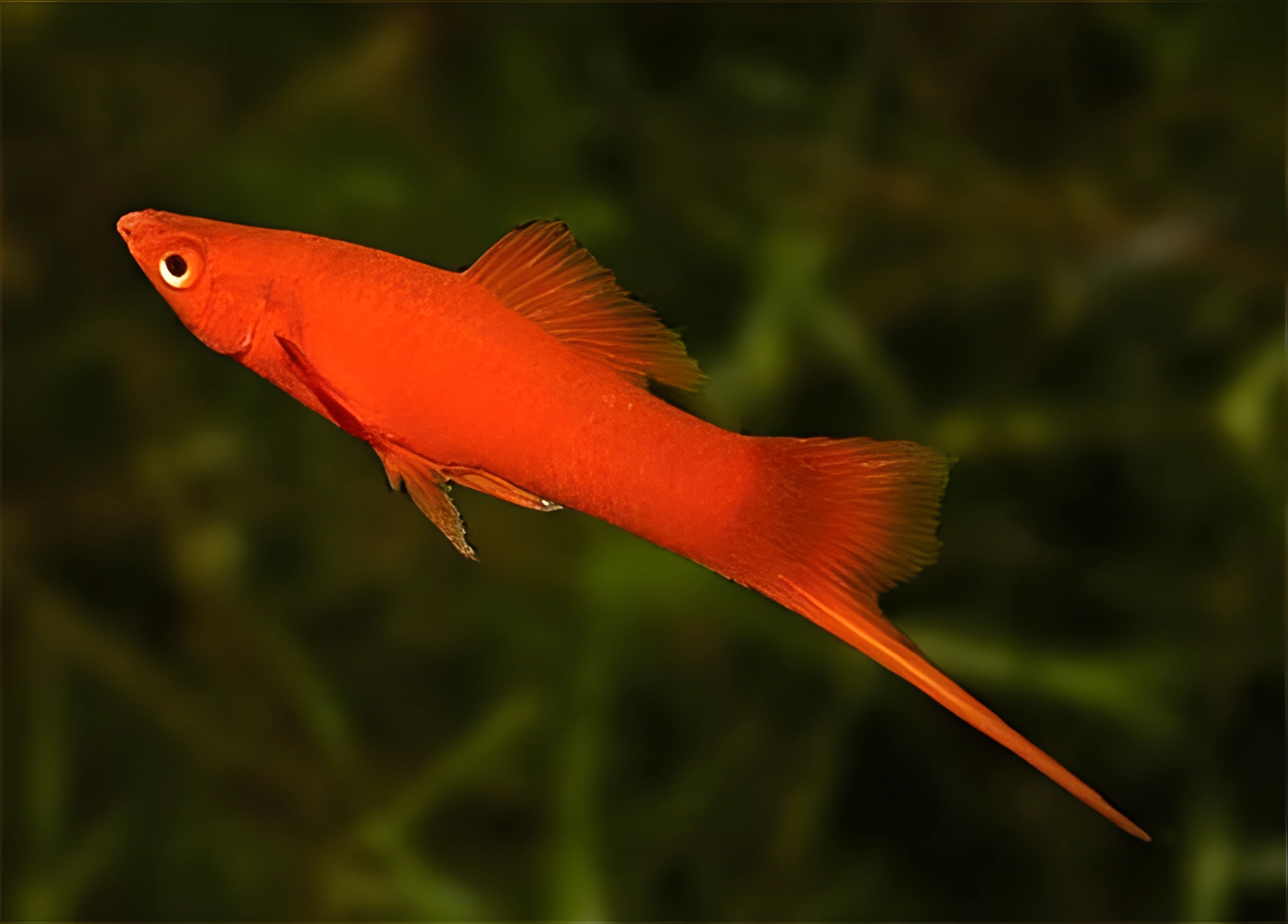 Fotografía del pez de acuario Pez espada rojo
