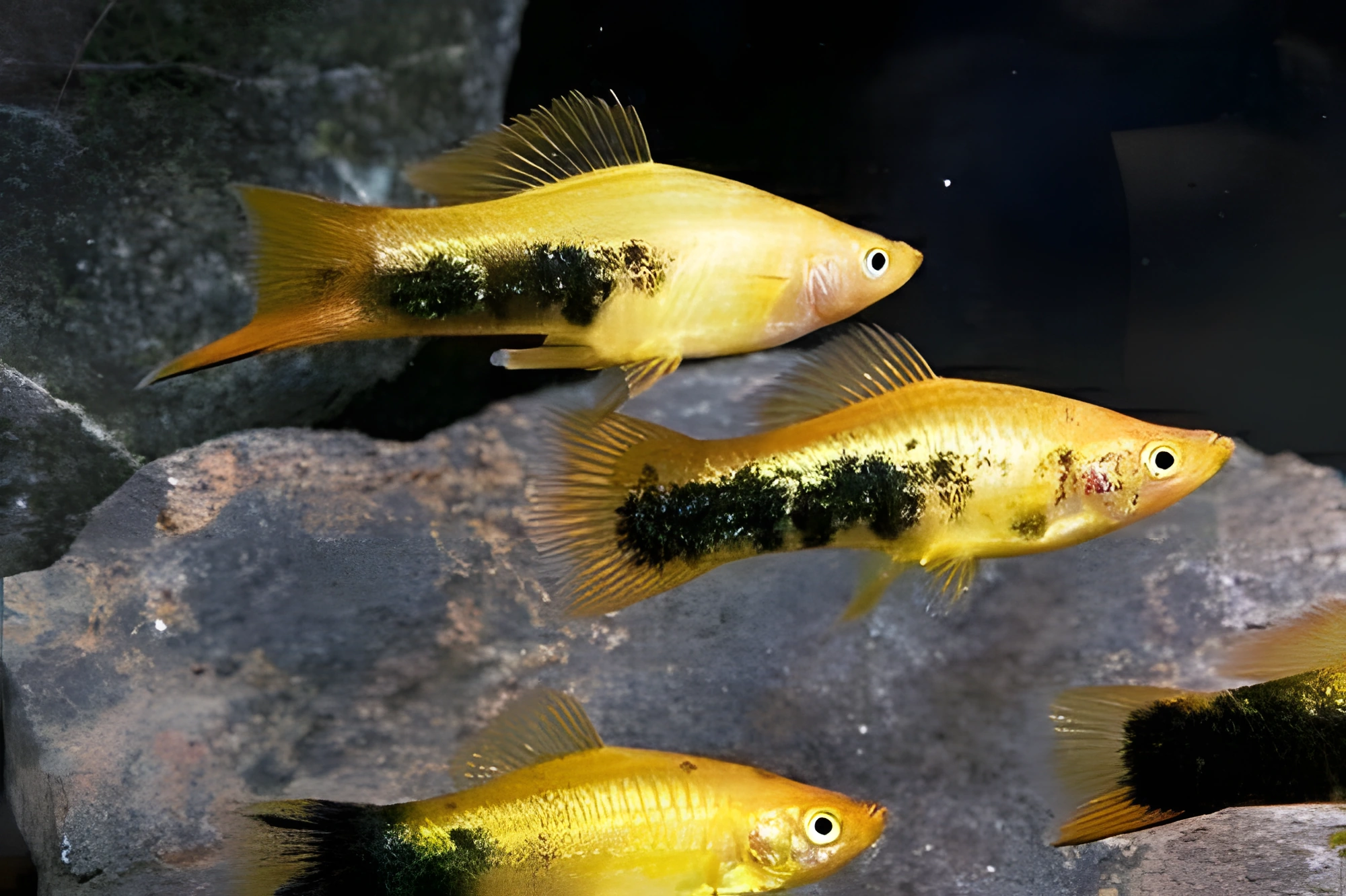 Fotografía del pez de acuario Pez espada cubano
