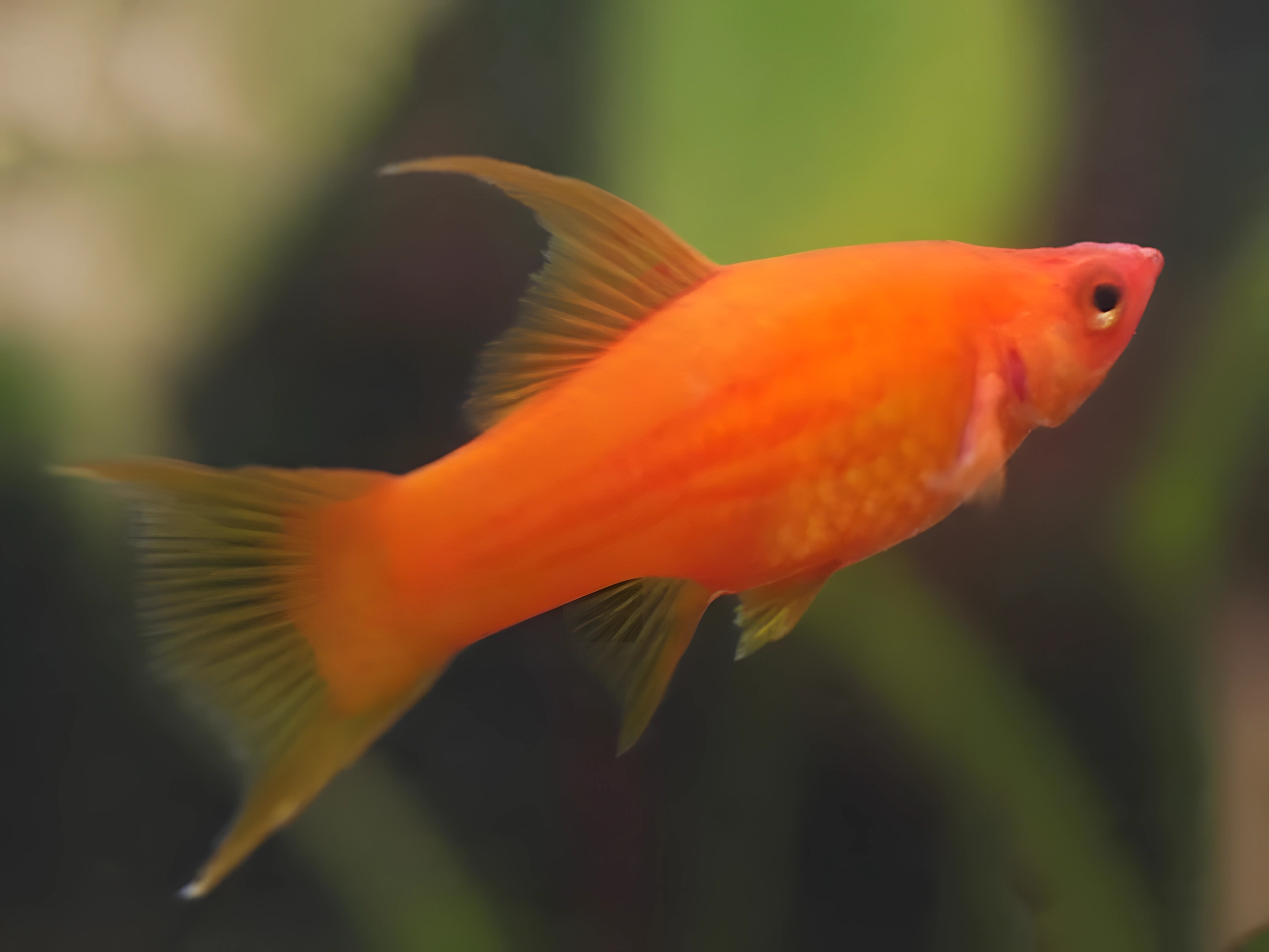 Fotografía del pez de acuario Pez espada cola de lira