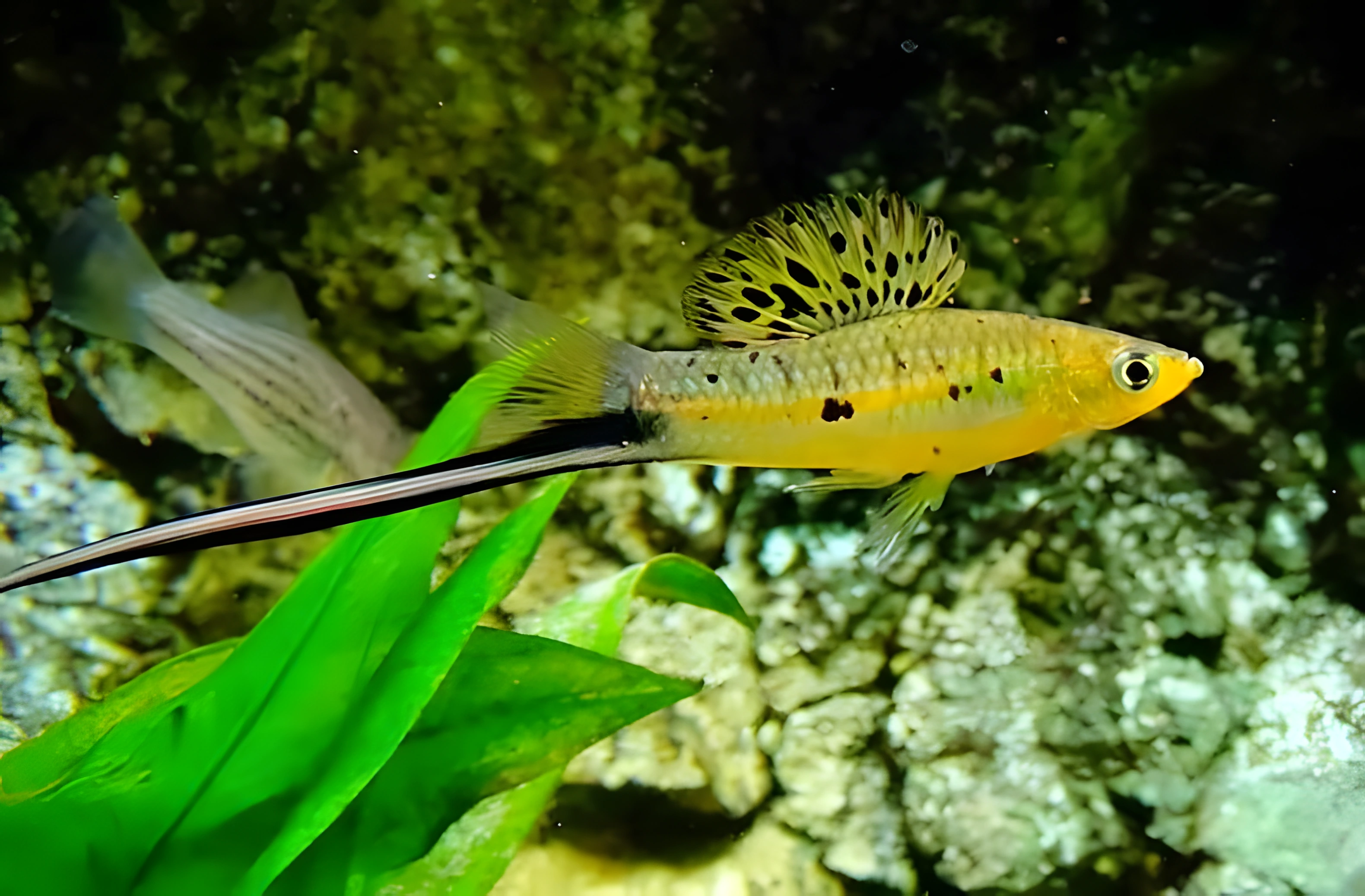 Fotografía del pez de acuario Pez espada de Moctezuma