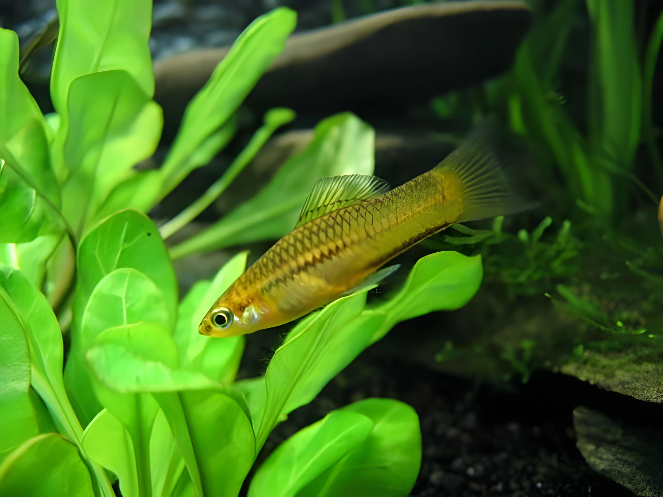 Fotografía del pez de acuario Pez espada pigmeo