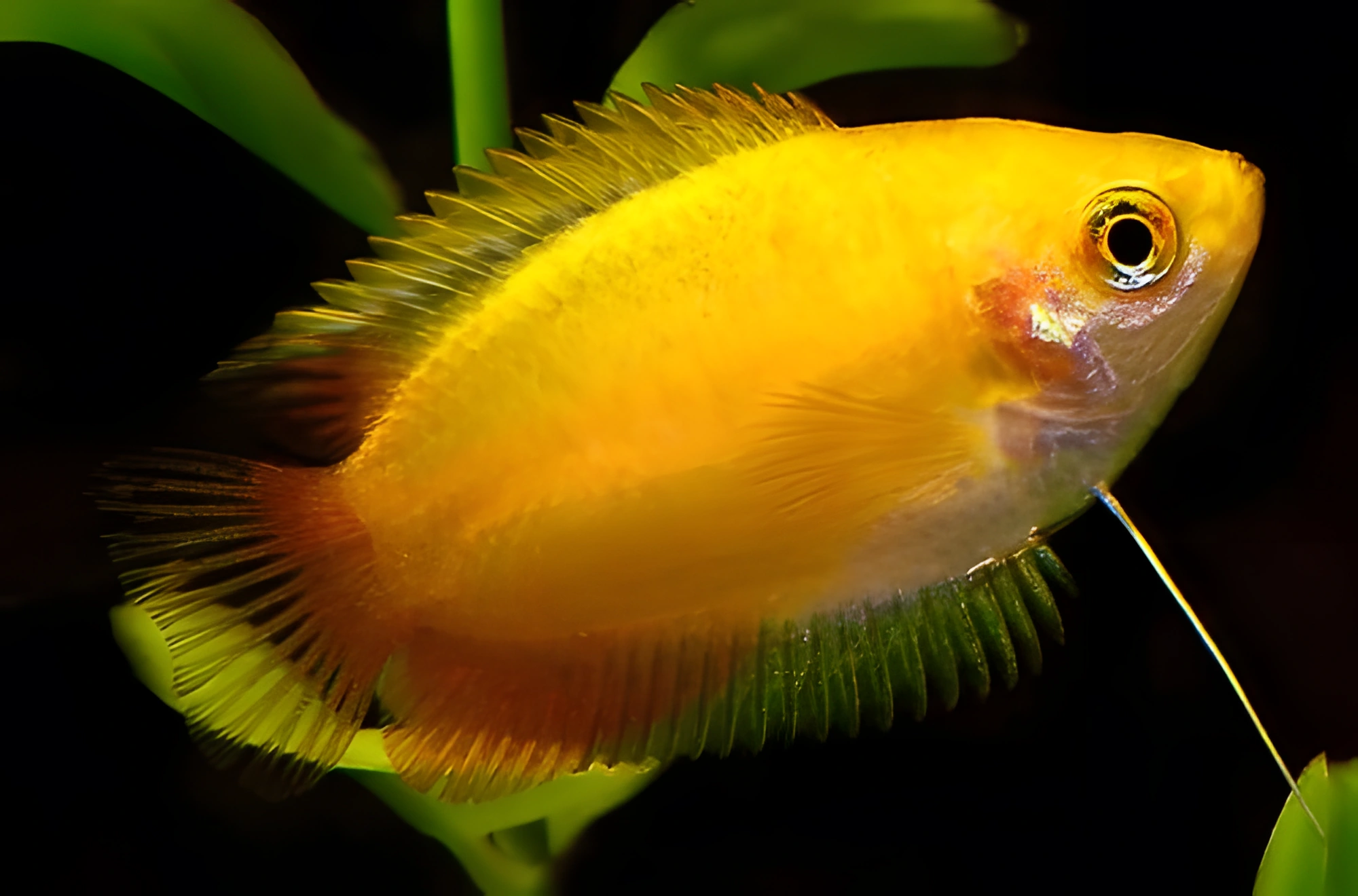 Photo of aquarium fish Honey Gourami