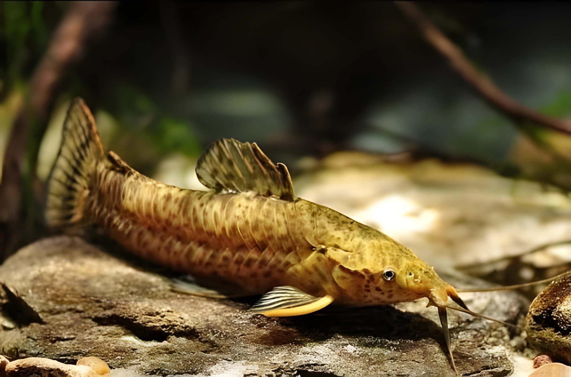 Fotografía del pez de acuario Megalechis picta