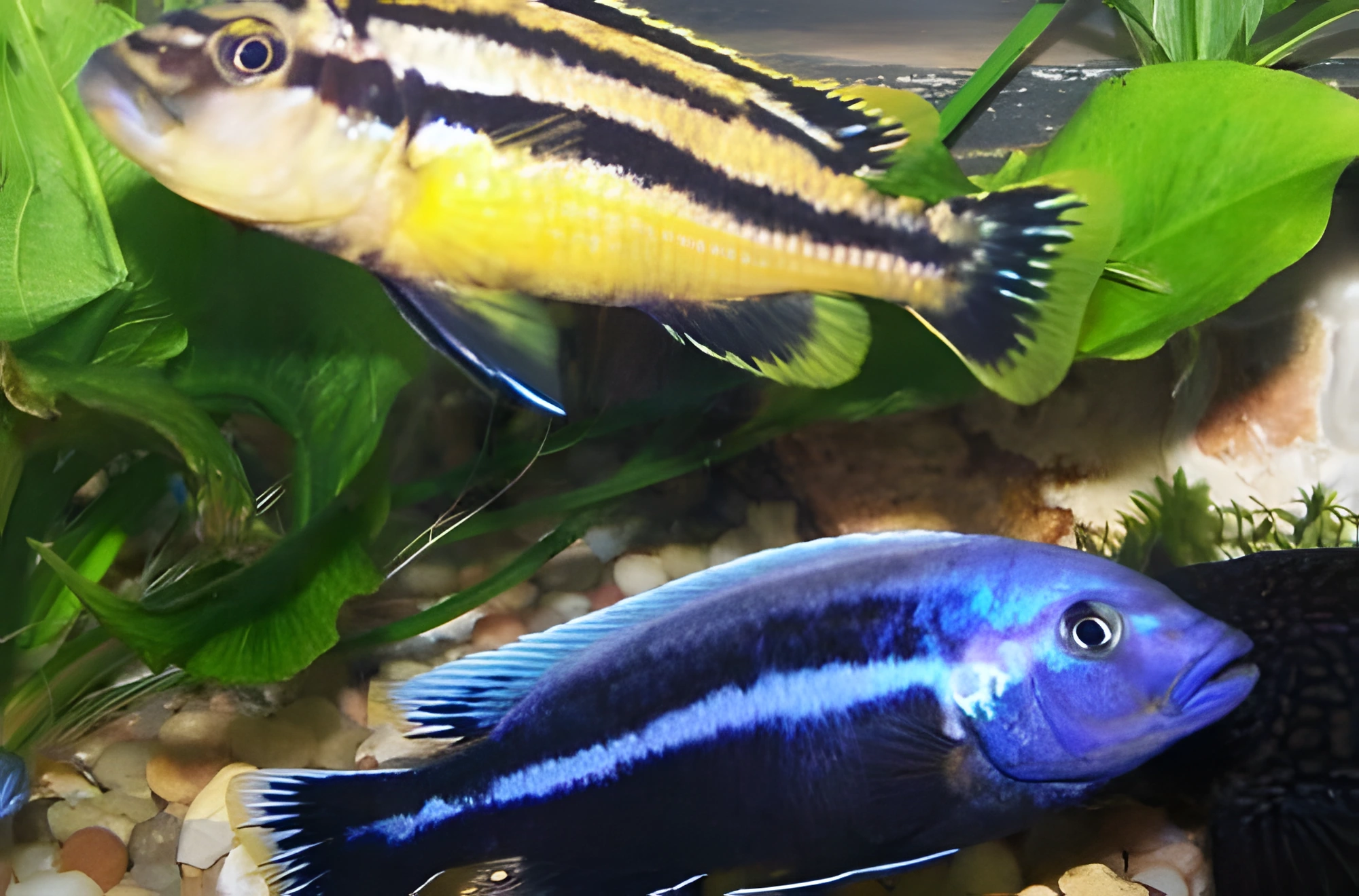 Fotografía del pez de acuario Melanochromis chipokae