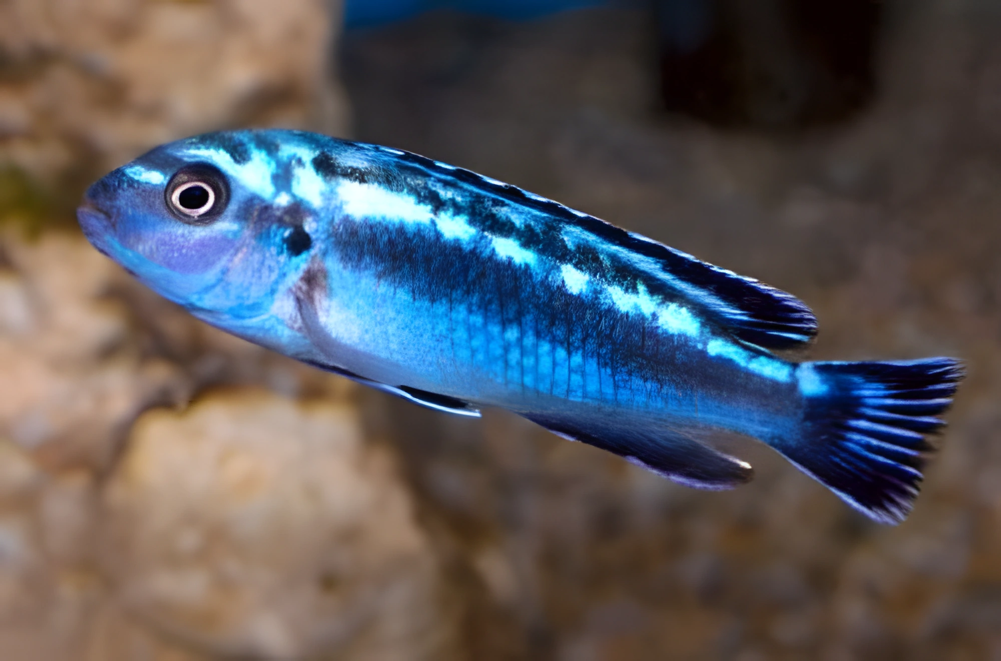 Fotografía del pez de acuario Melanochromis johannii