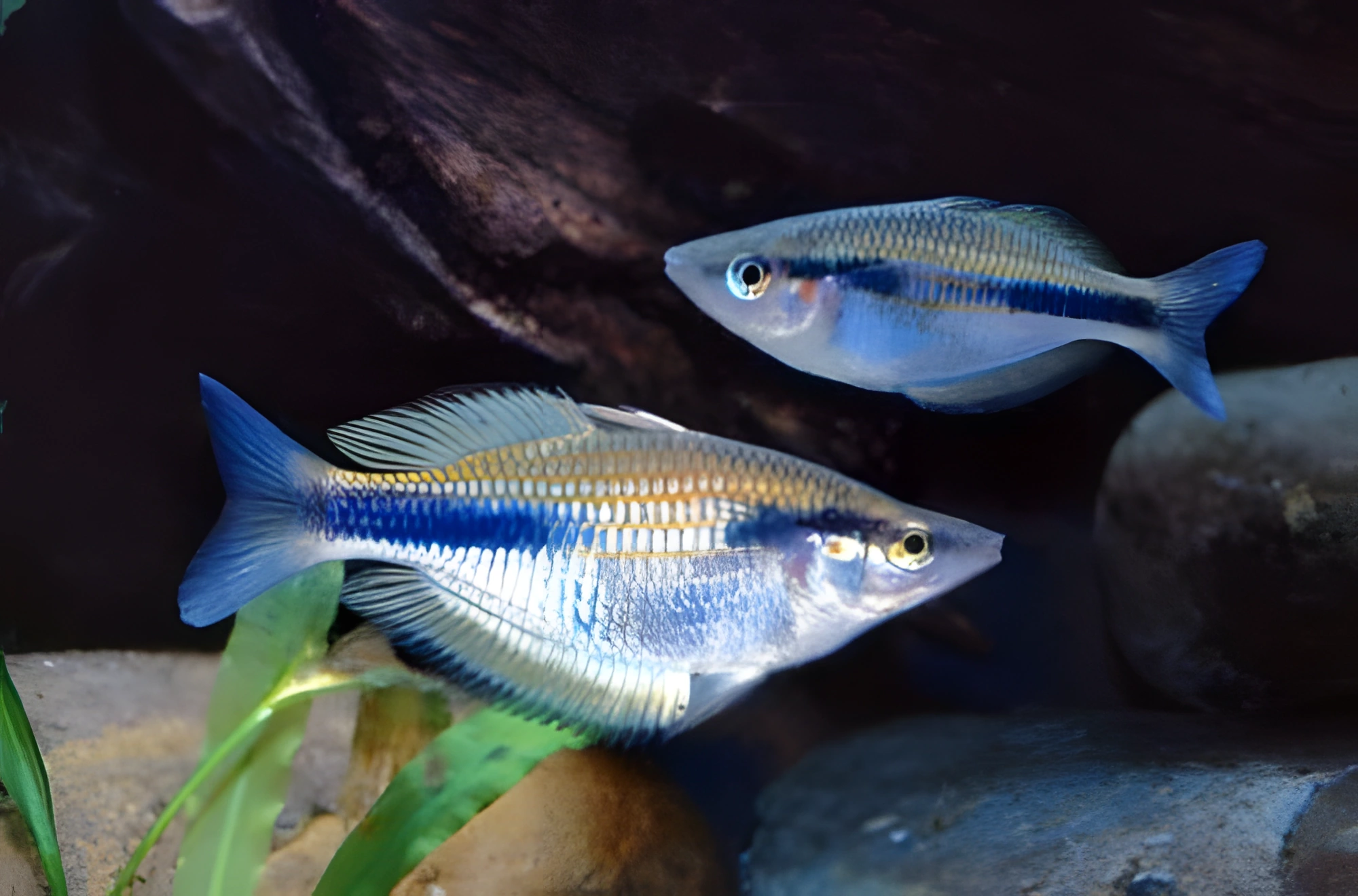 Fotografía del pez de acuario Melanotaenia de Goldie