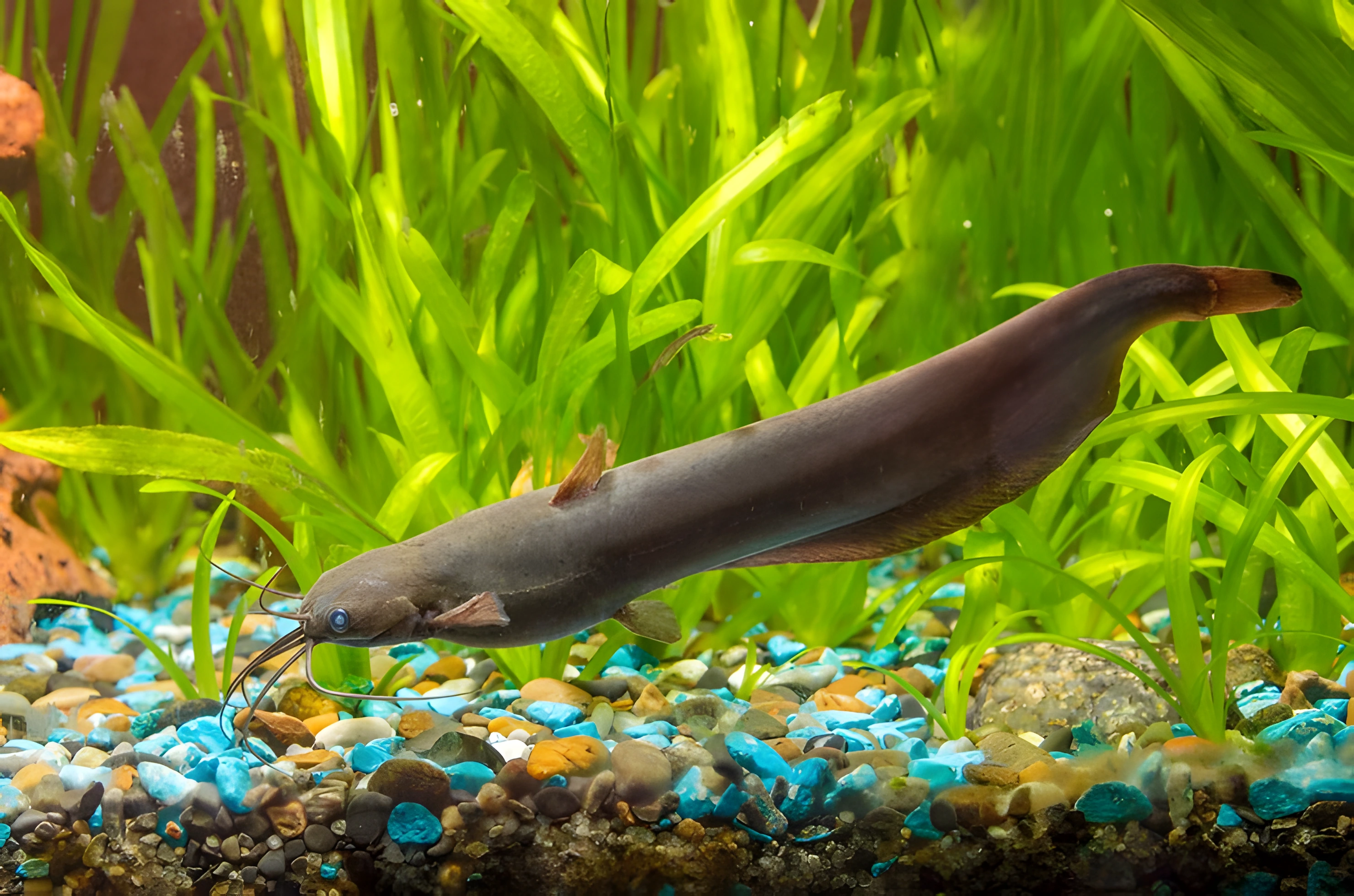 Fotografía del pez de acuario Pez gato de saco branquial