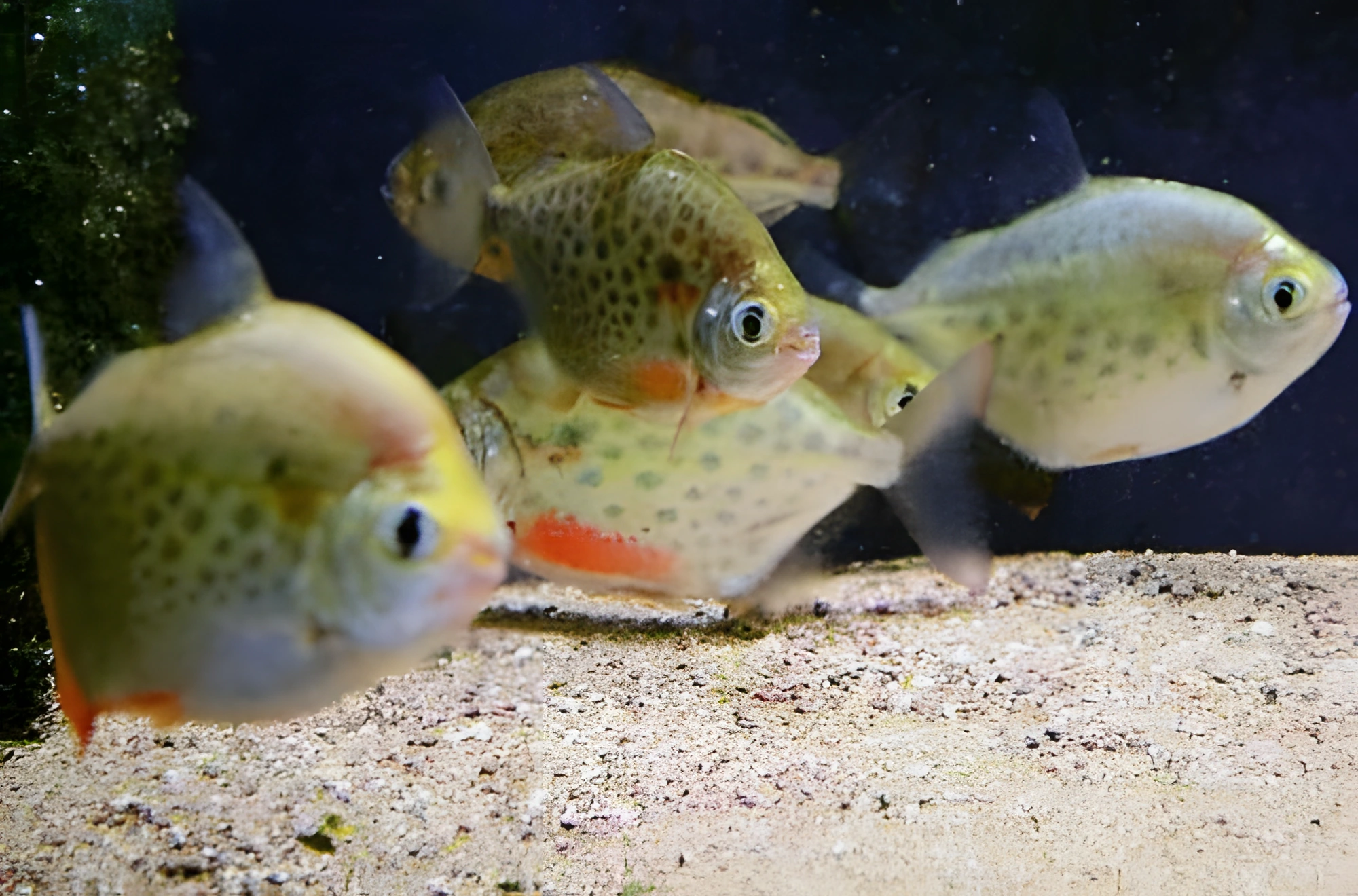 Fotografía del pez de acuario Metynnis de Lippincott