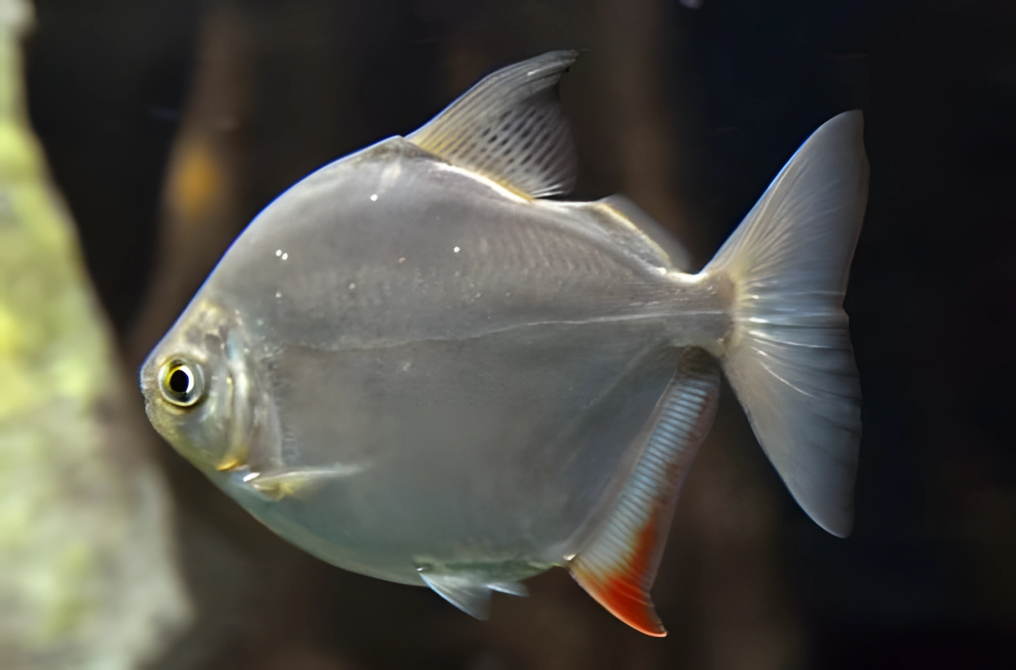 Fotografía del pez de acuario Metynnis común