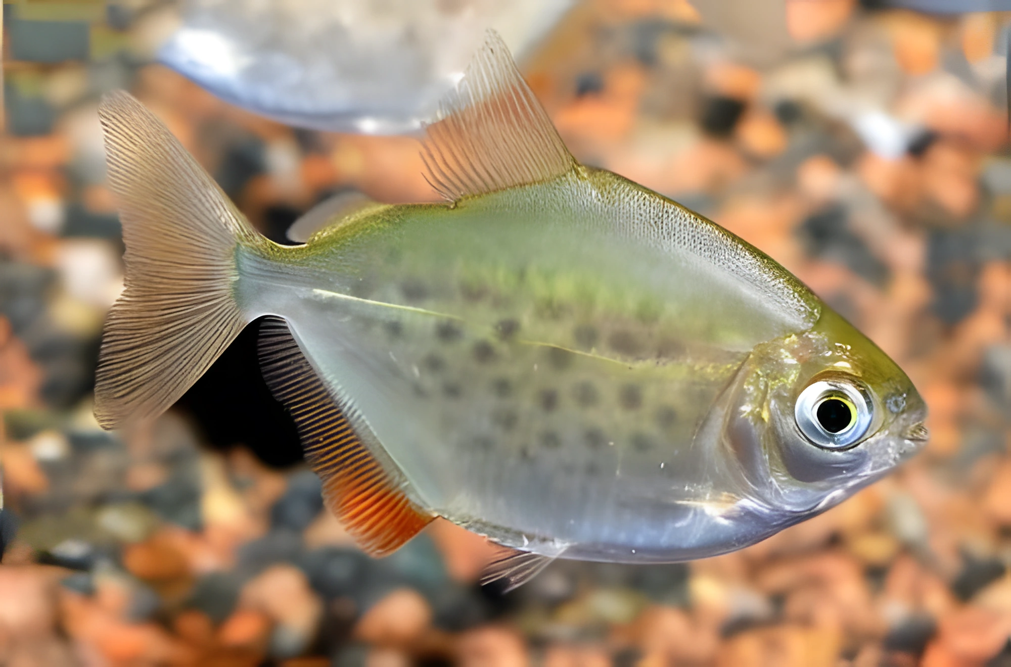 Fotografía del pez de acuario Metynnis manchado