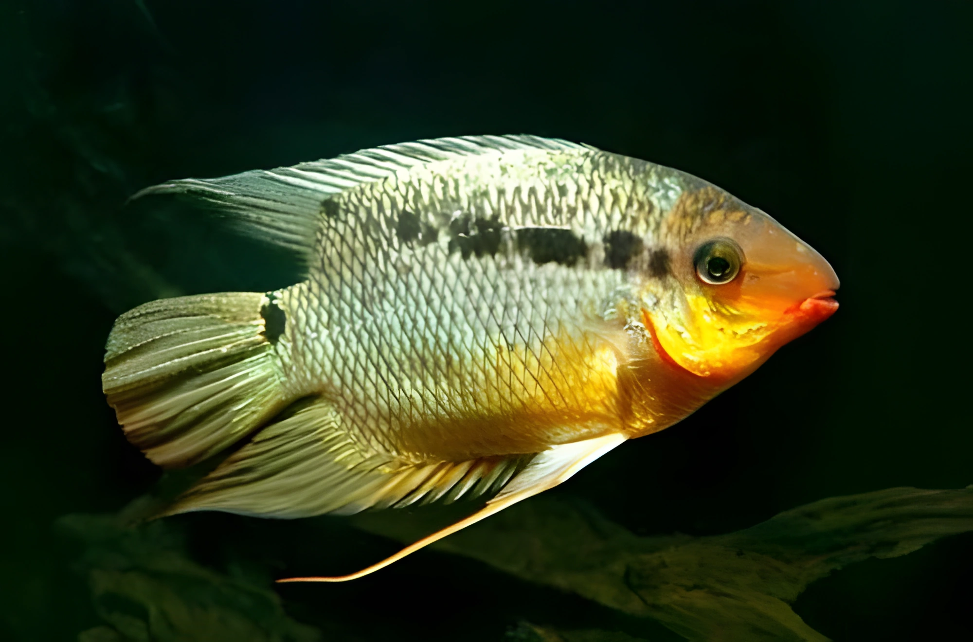 Fotografía del pez de acuario Mesonauta insignis