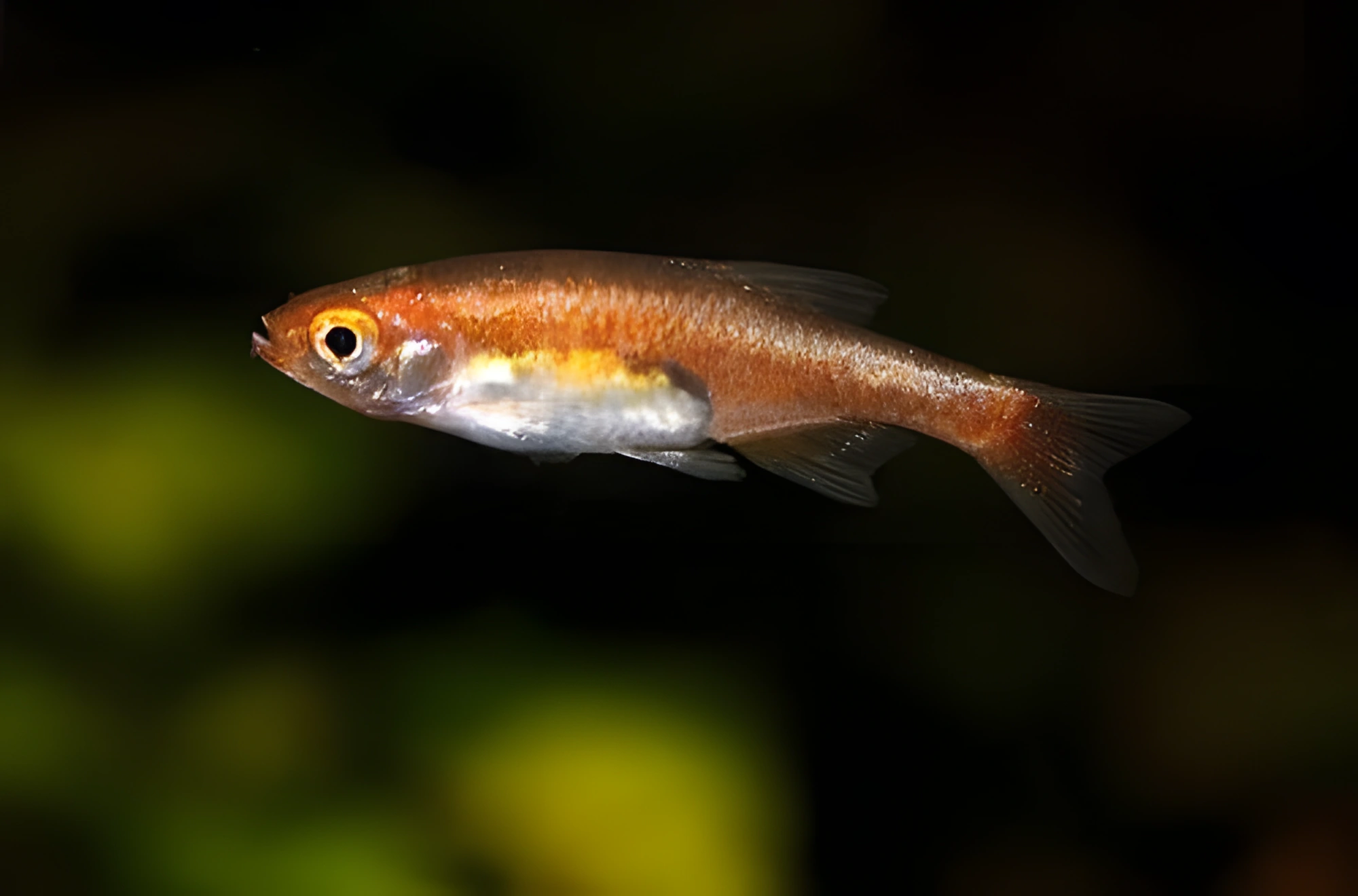 Fotografía del pez de acuario Microrasbora rubescens