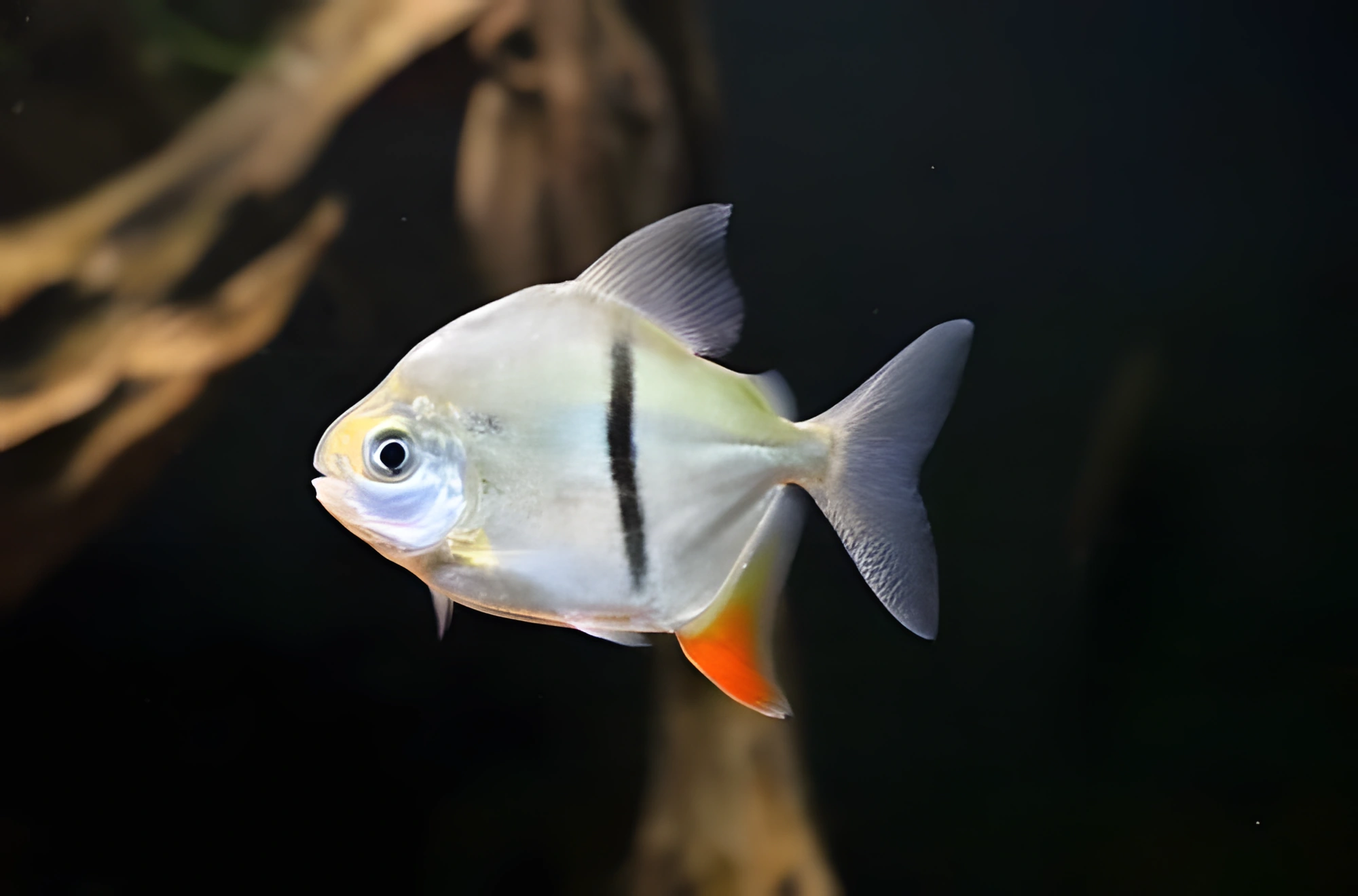Fotografía del pez de acuario Myloplus schomburgkii
