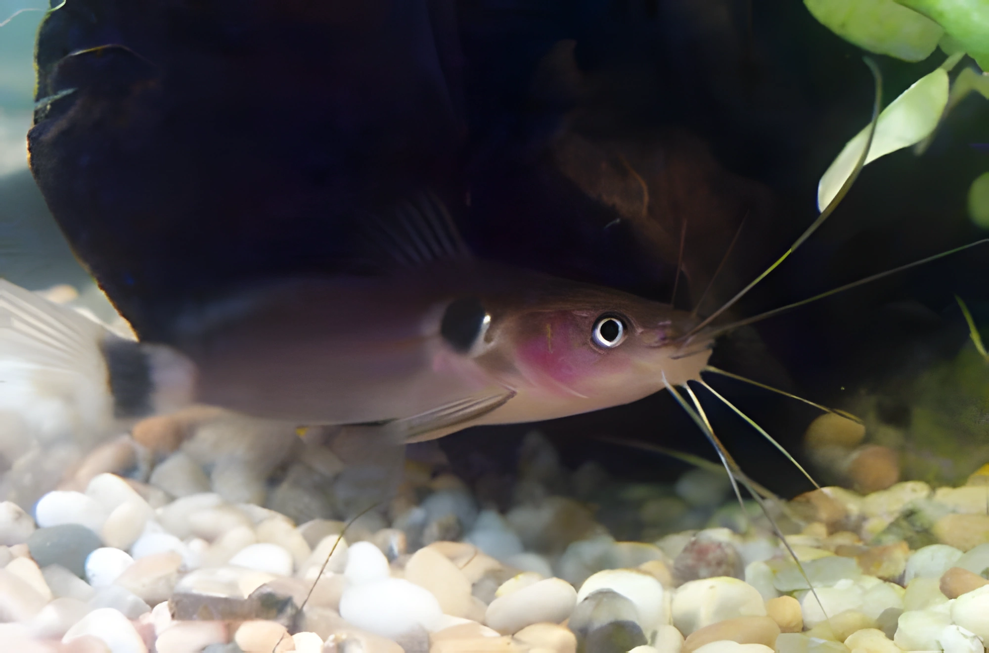 Fotografía del pez de acuario Mystus de dos manchas