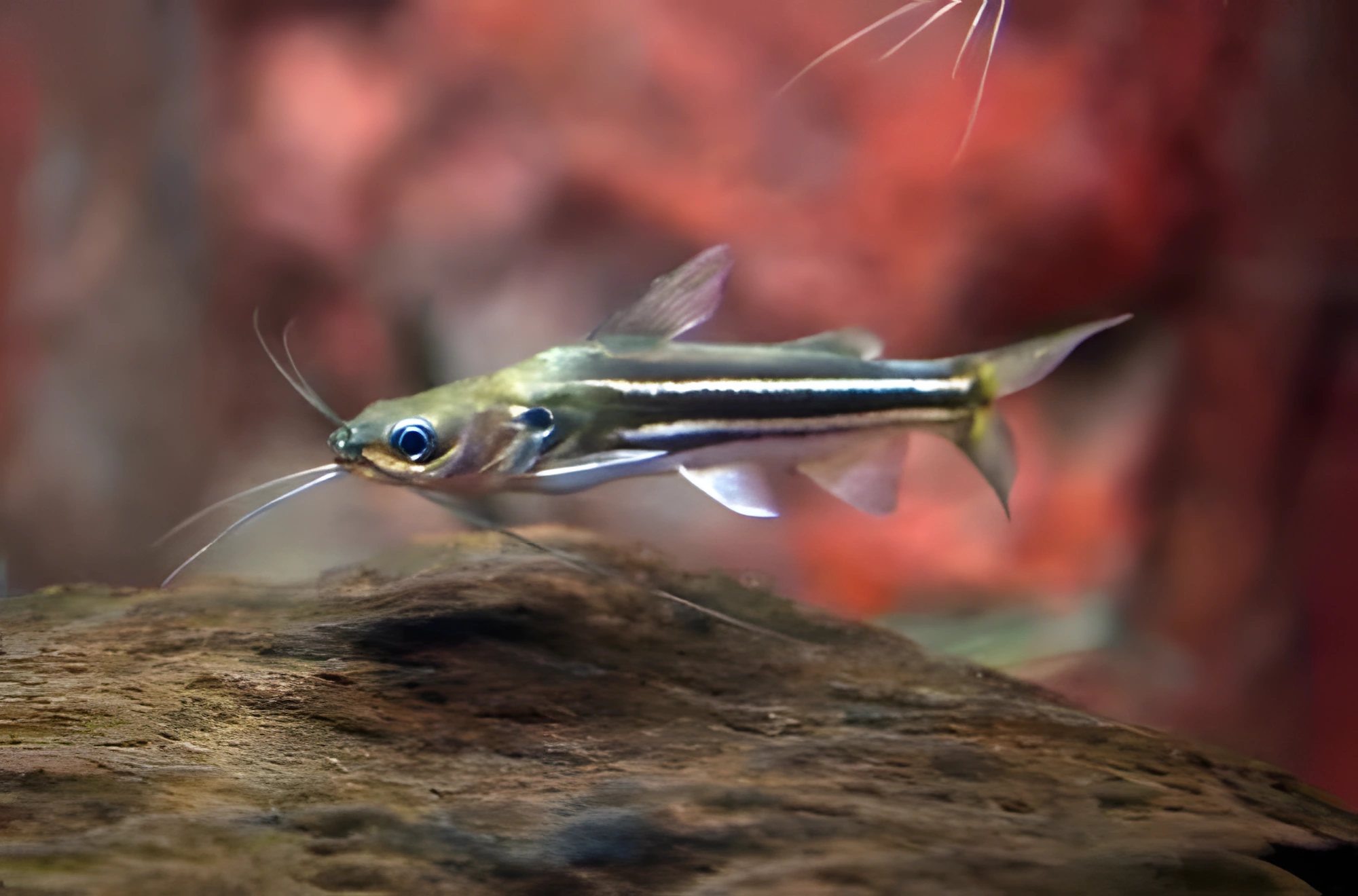 Fotografía del pez de acuario Mystus rayado