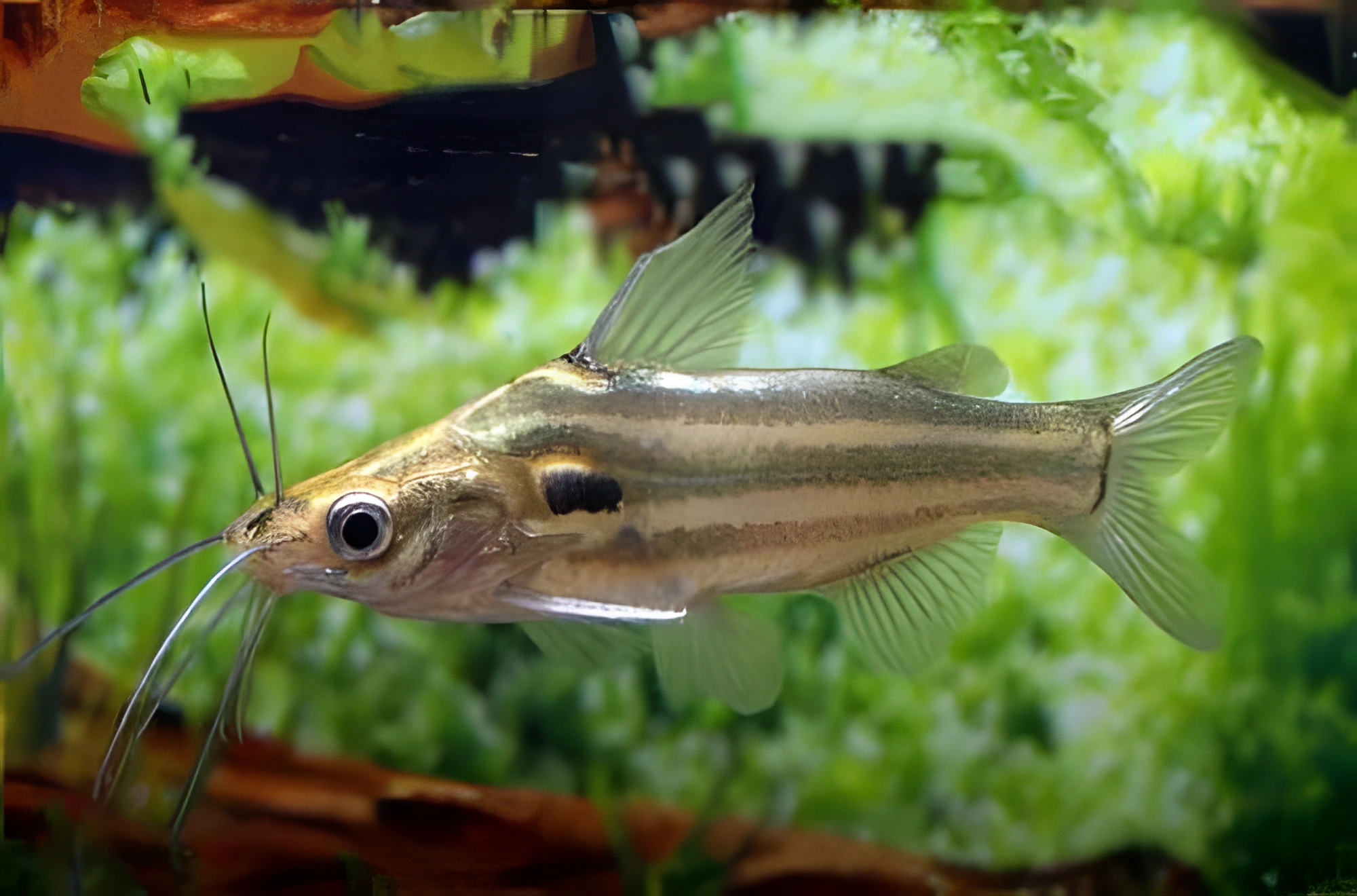 Fotografía del pez de acuario Mystus tengara