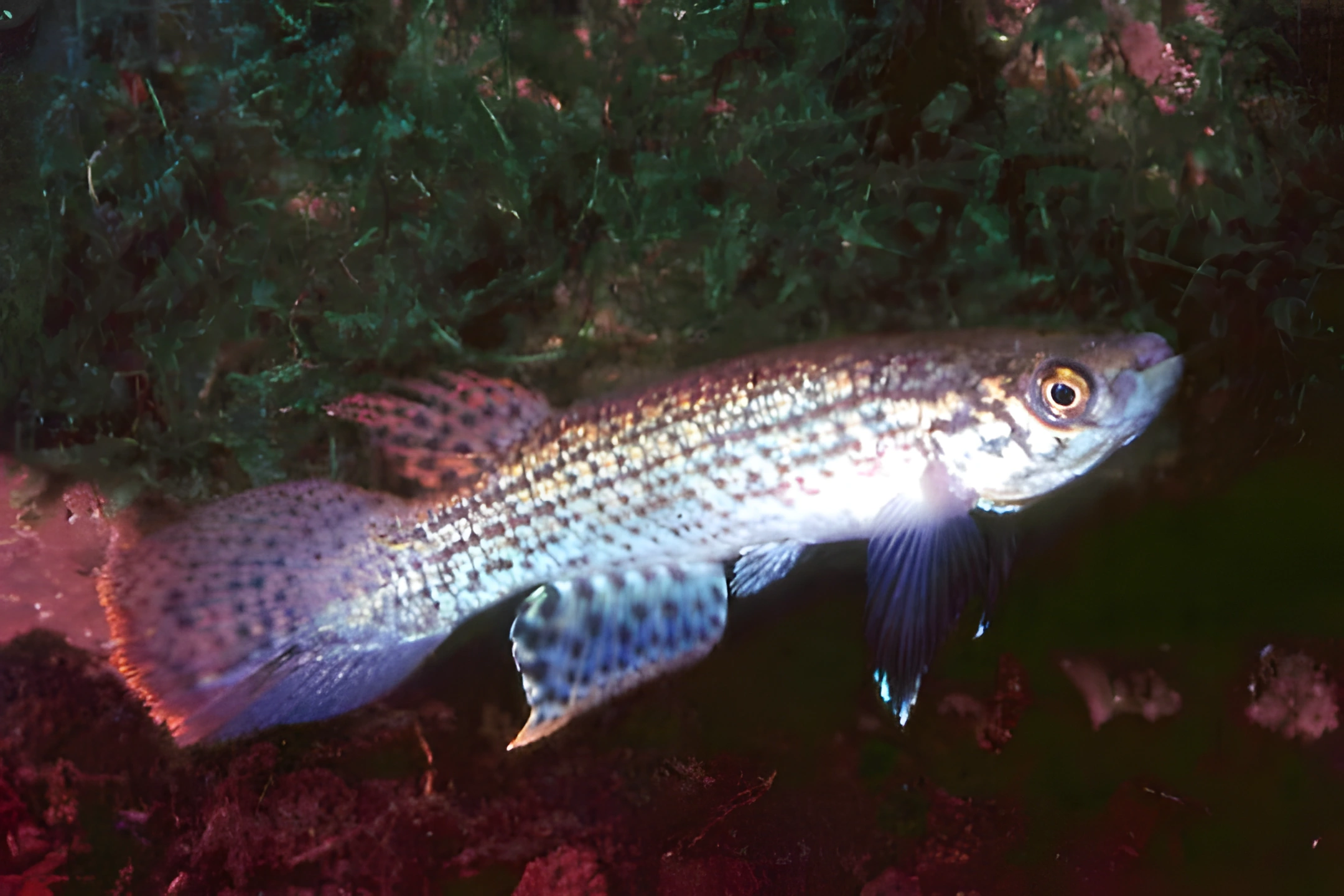 Fotografía del pez de acuario Moema piriana