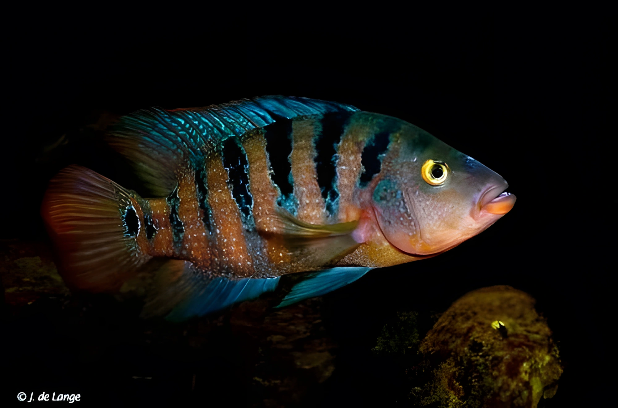 Fotografía del pez de acuario Mojarra