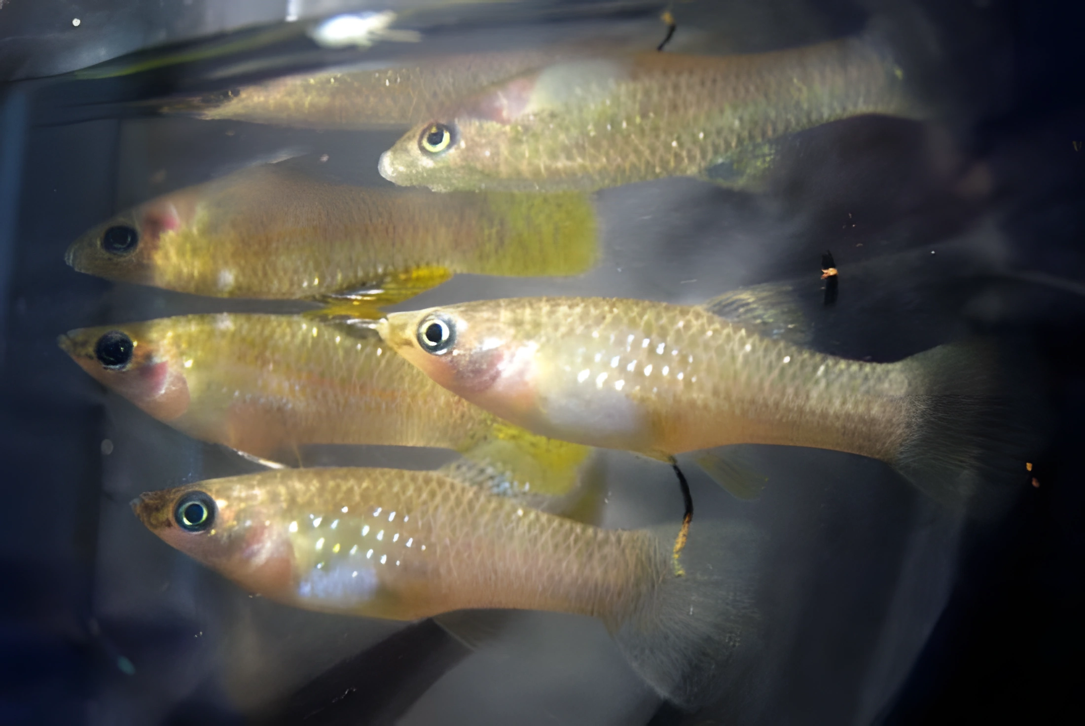 Fotografía del pez de acuario Molly sphenops