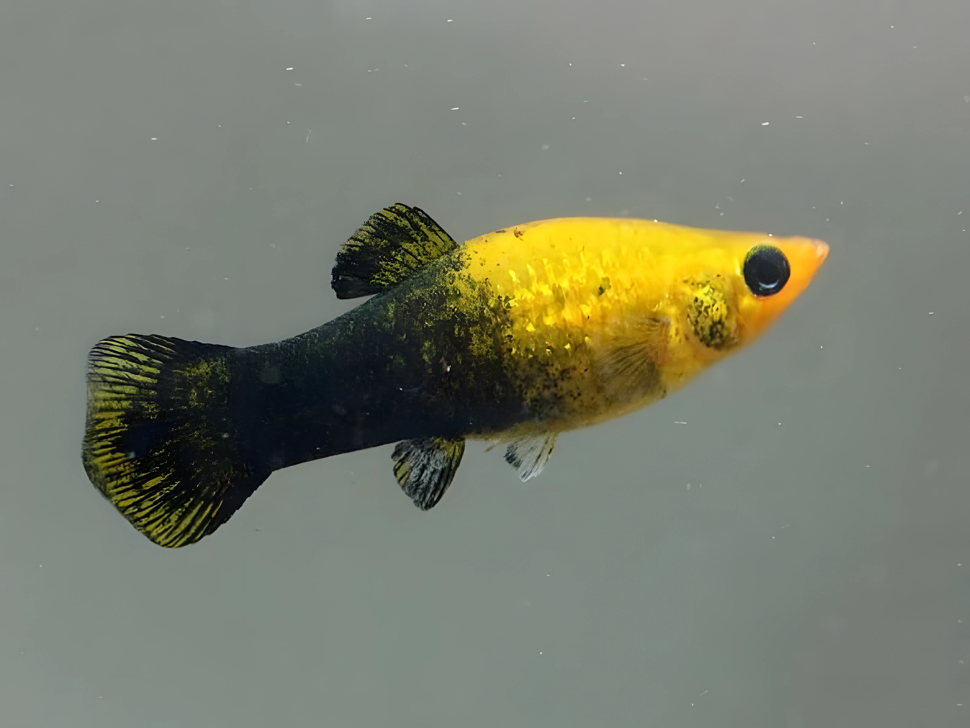 Fotografía del pez de acuario Molly de oro y negro