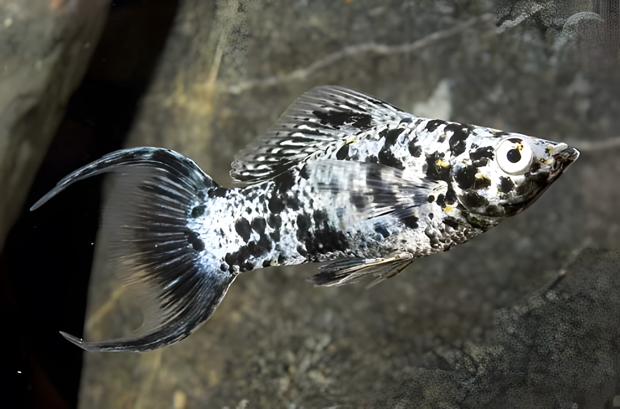 Fotografía del pez de acuario Molly dalmaciana