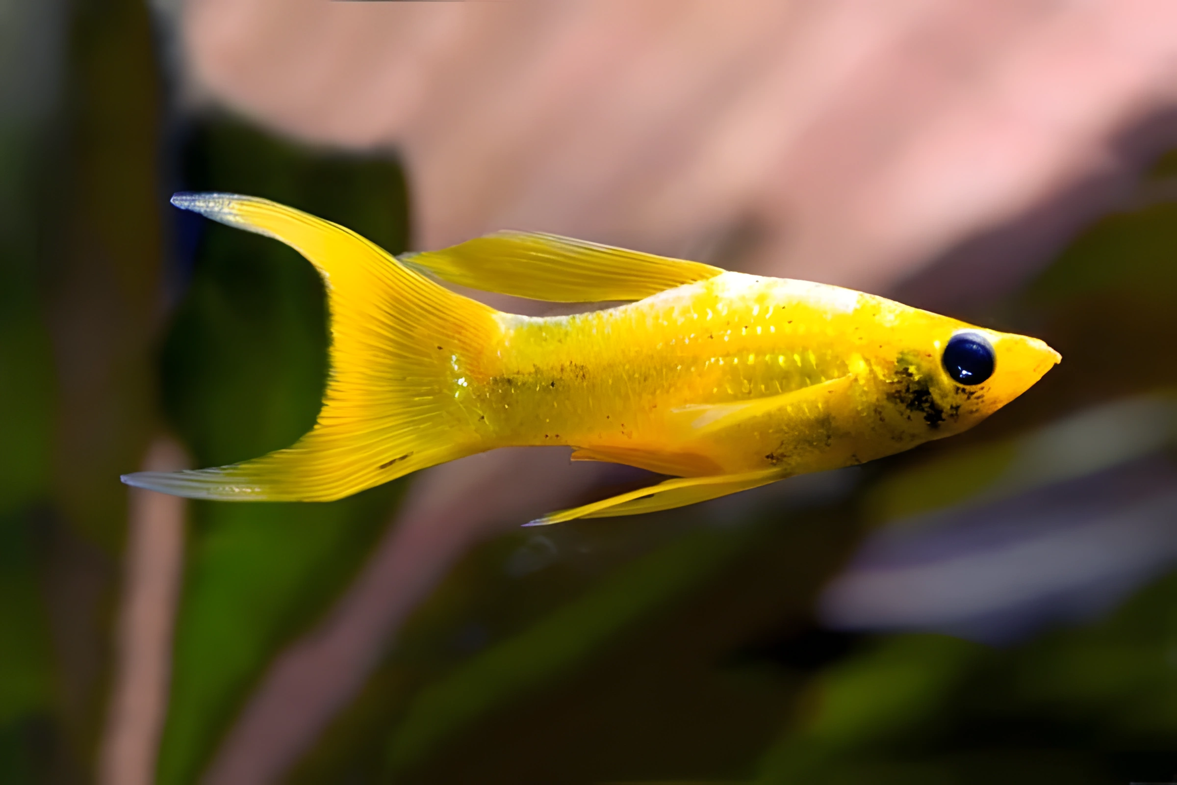 Fotografía del pez de acuario Molly de aleta ancha