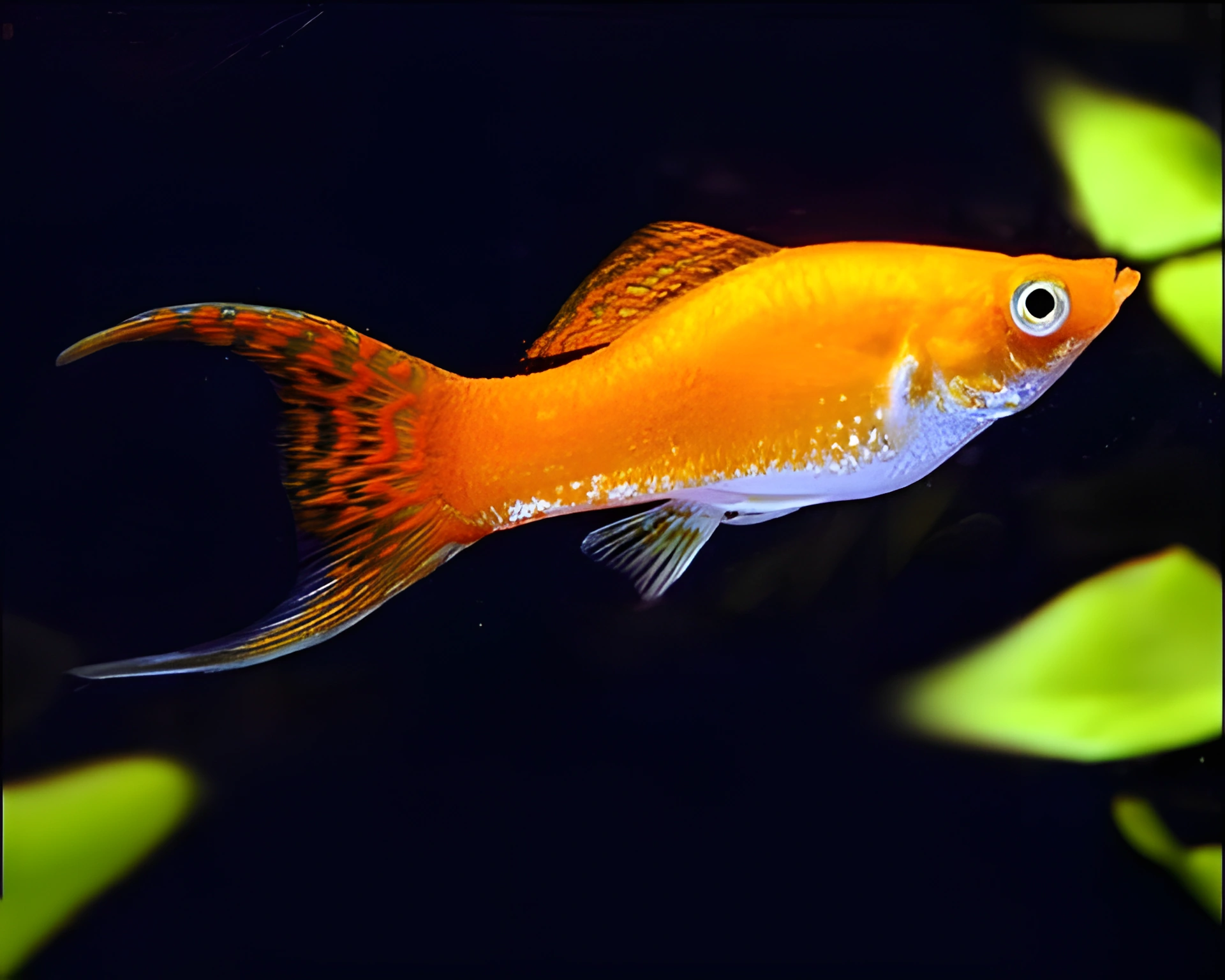 Fotografía del pez de acuario Molly Lyretail